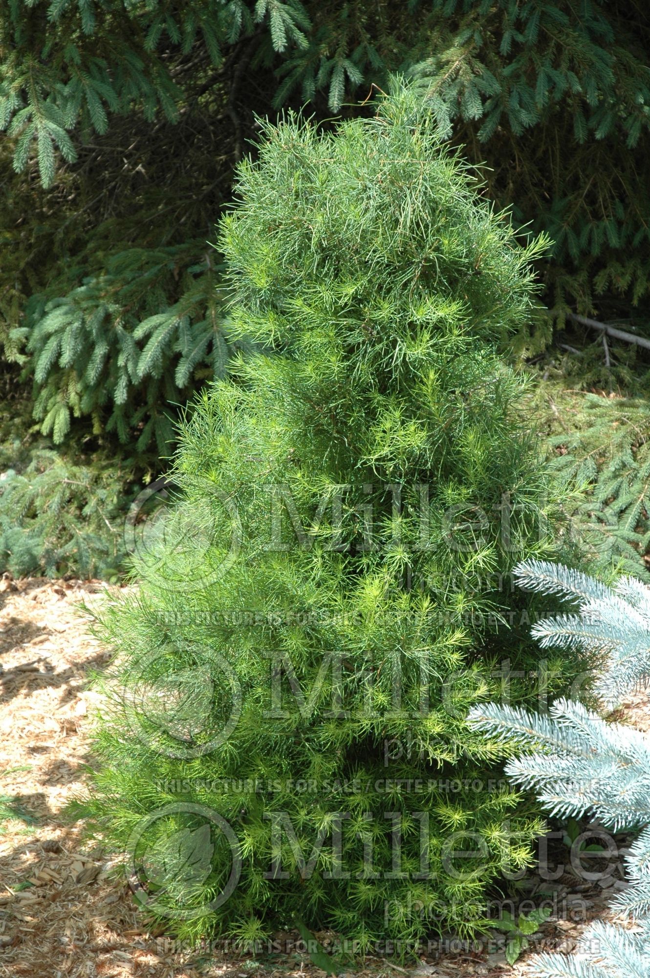 Larix laricina (Larch conifer) 14