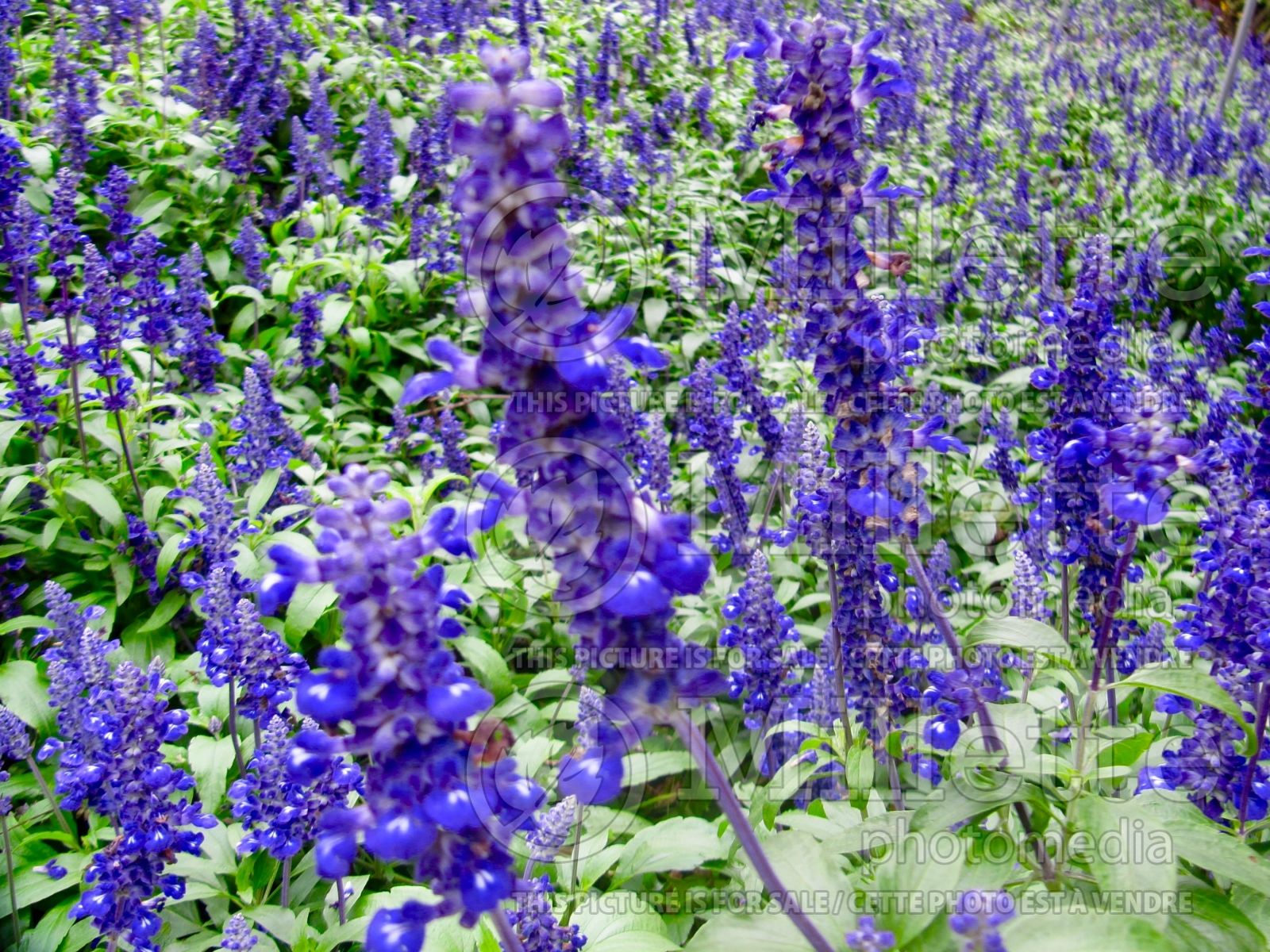 lavandula ellagance purple english lavender 6 lavandula ellagance purple english lavender 6