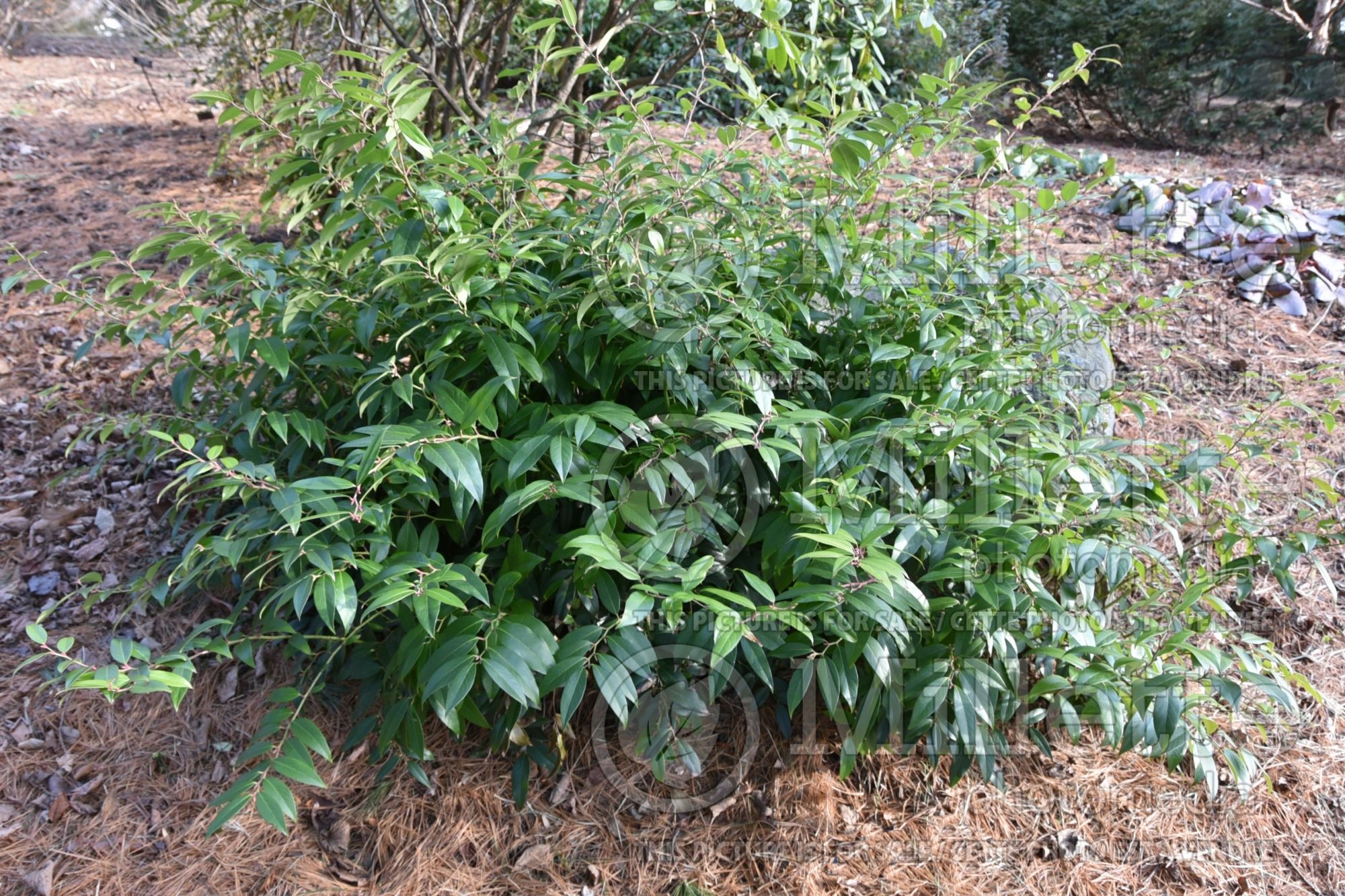 Leucothoe Nana (Dwarf Fetterbush) 1