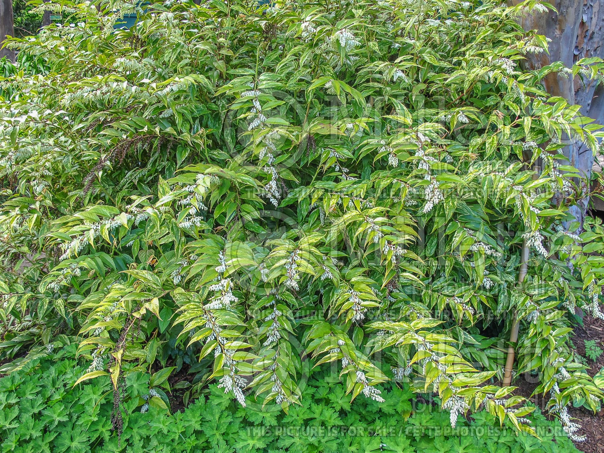 Leucothoe Rainbow (Fetterbush, Dog Hobble) 12