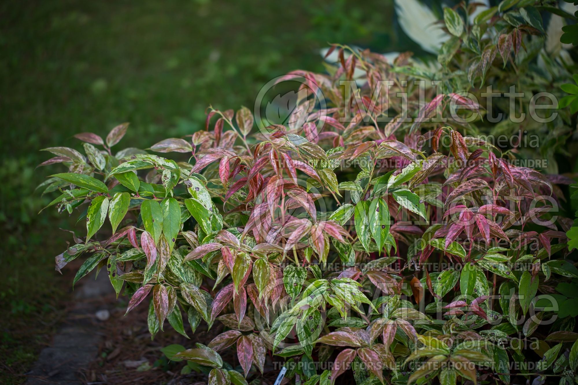 Leucothoe Rainbow (Fetterbush, Dog Hobble) 10