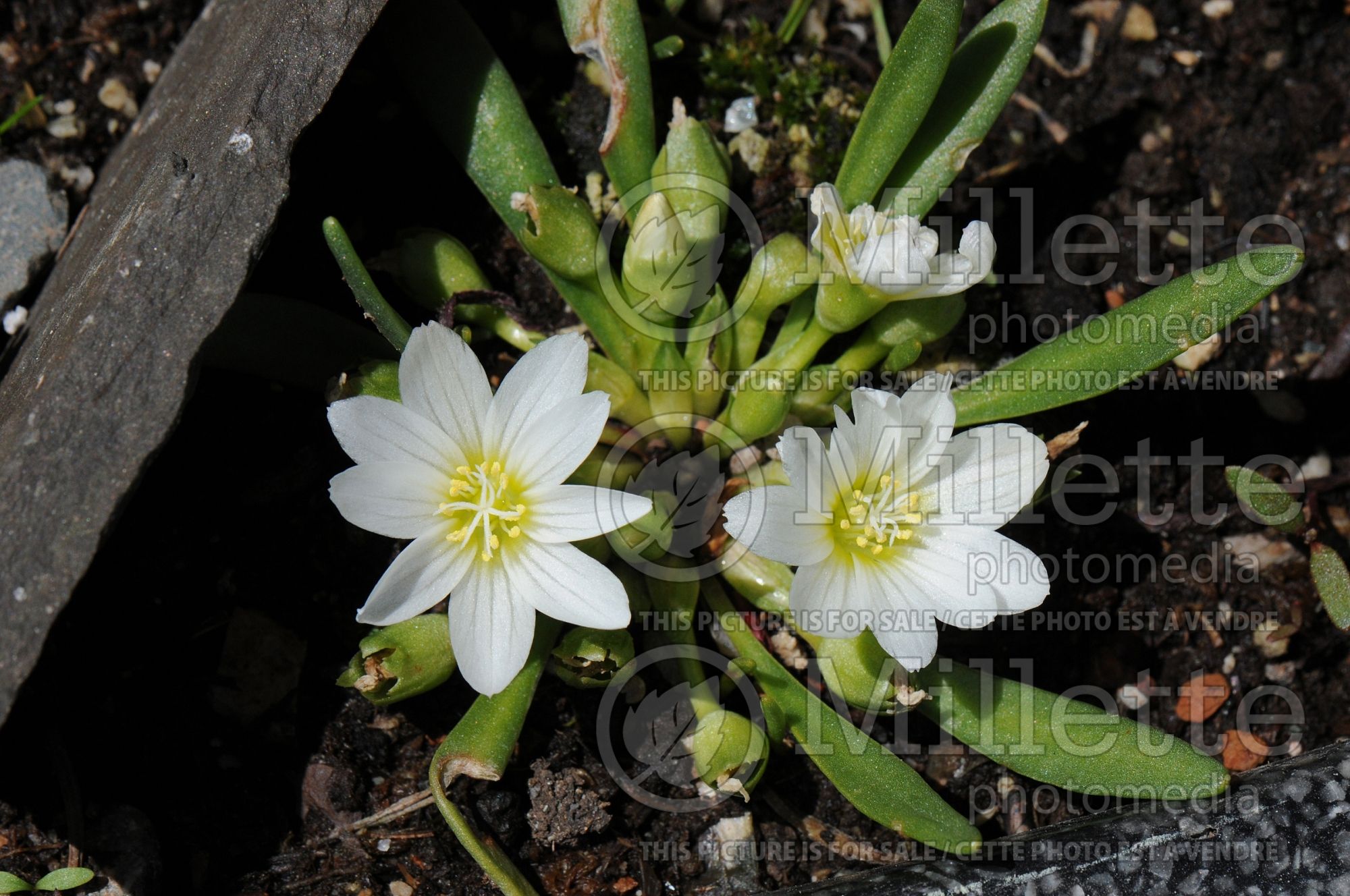 Lewisia nevadensis (Nevada lewisia) 1
