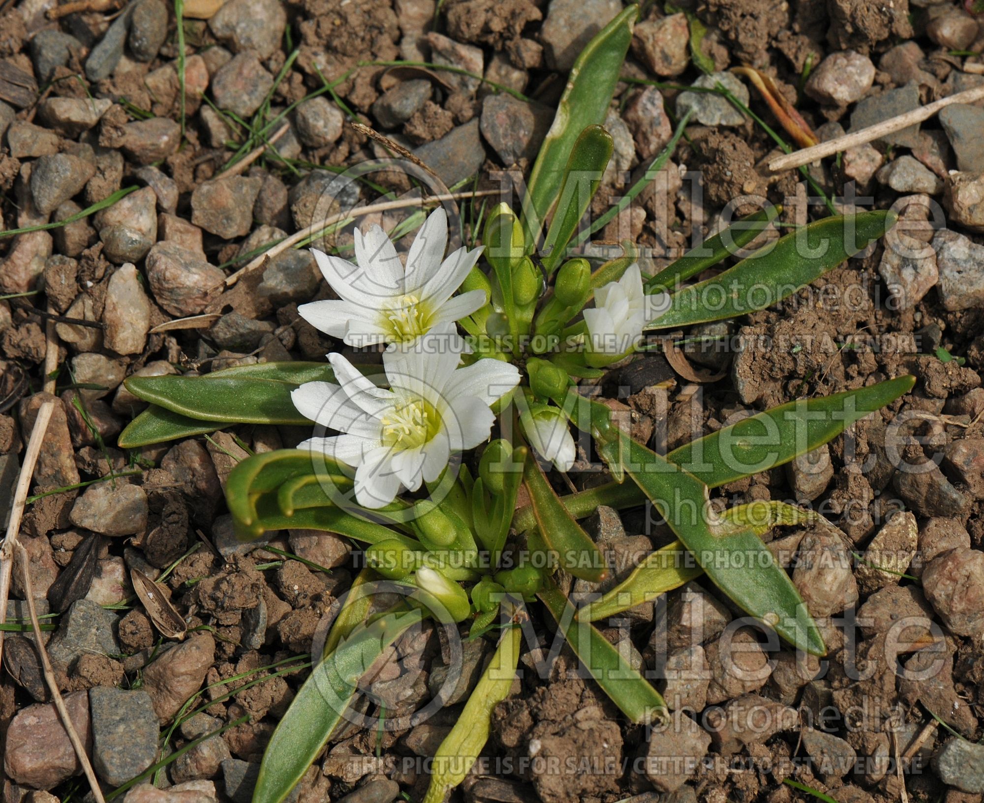 Lewisia nevadensis (Nevada lewisia) 2