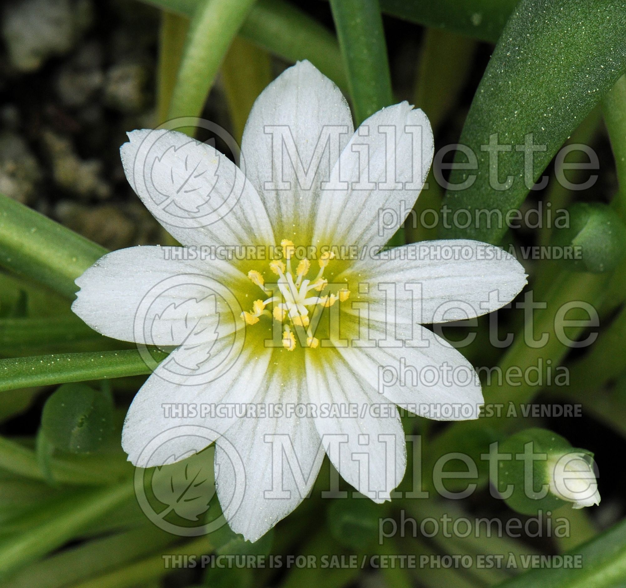Lewisia nevadensis (Nevada lewisia) 3