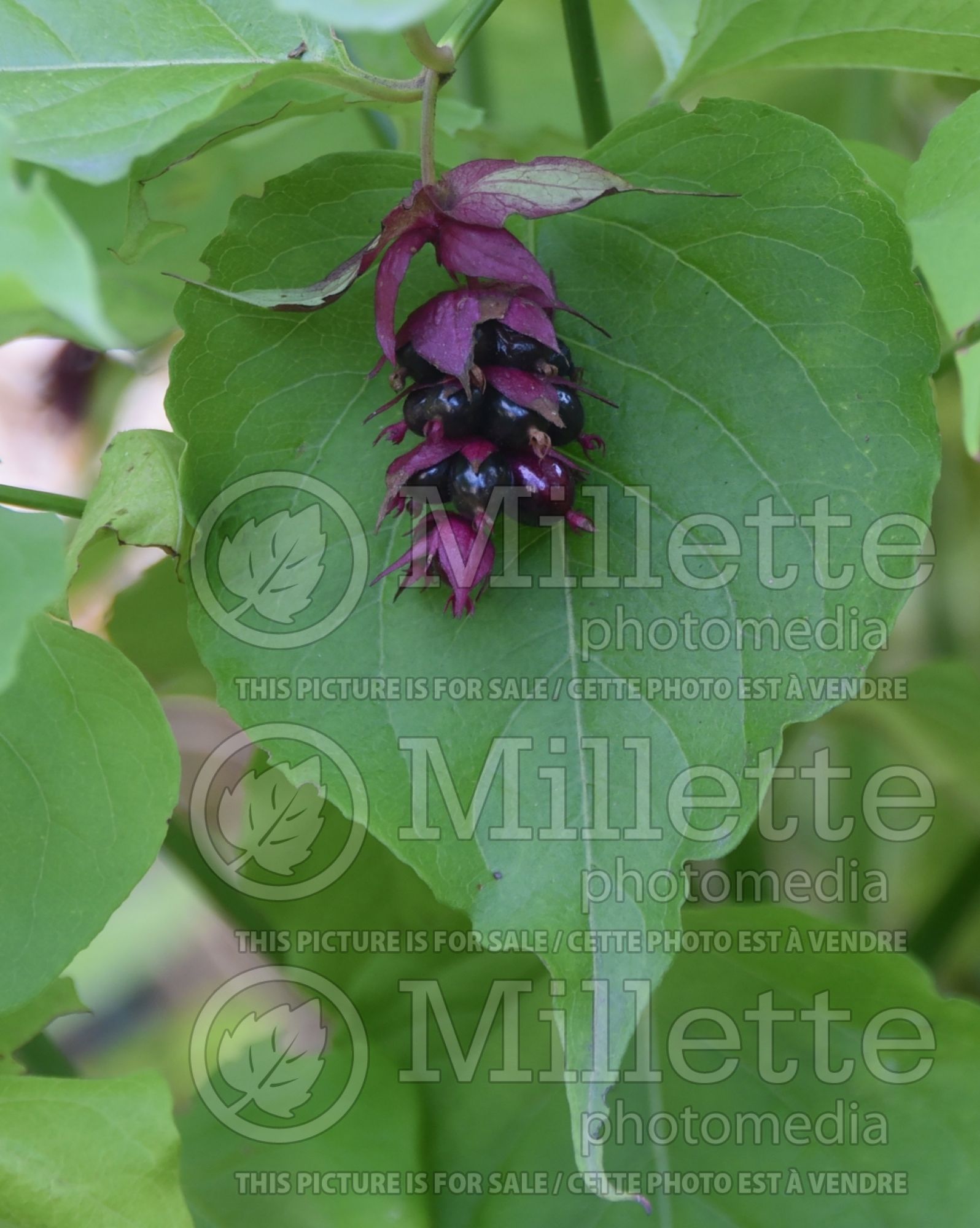 Leycesteria Golden Lanterns (Himalayan Honeysuckle) 1