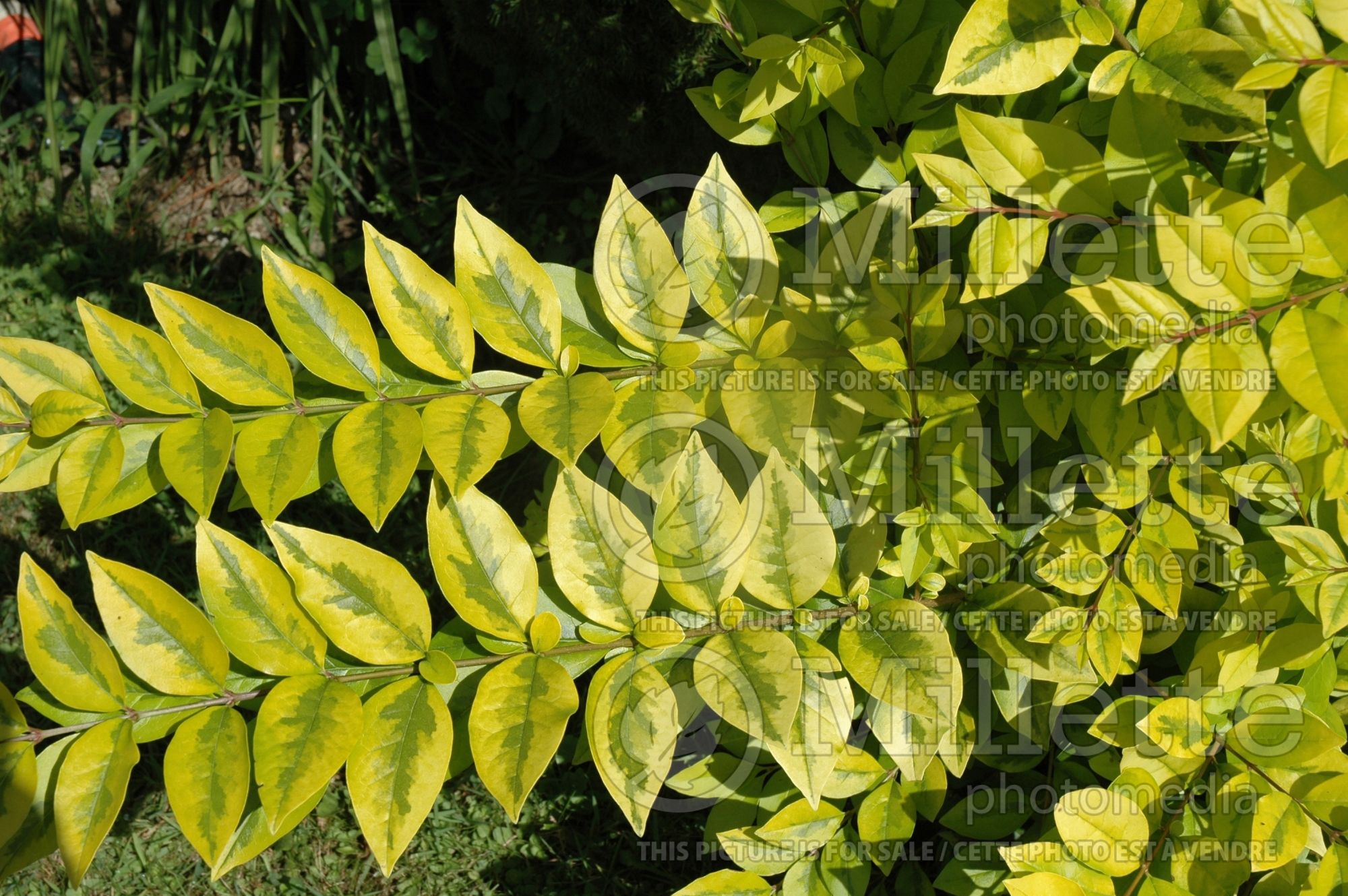 Ligustrum Hillside (Ligustrum) 2