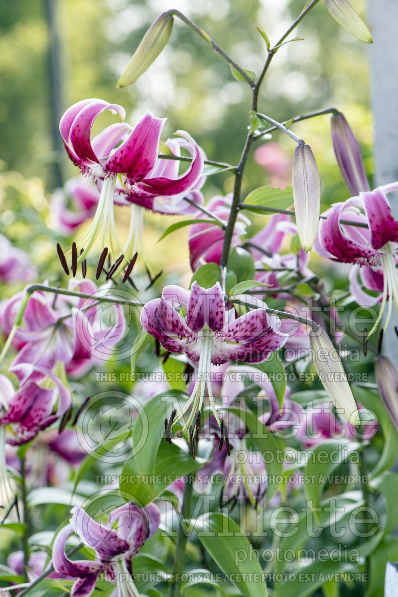Lilium Black Beauty (Lily) 4