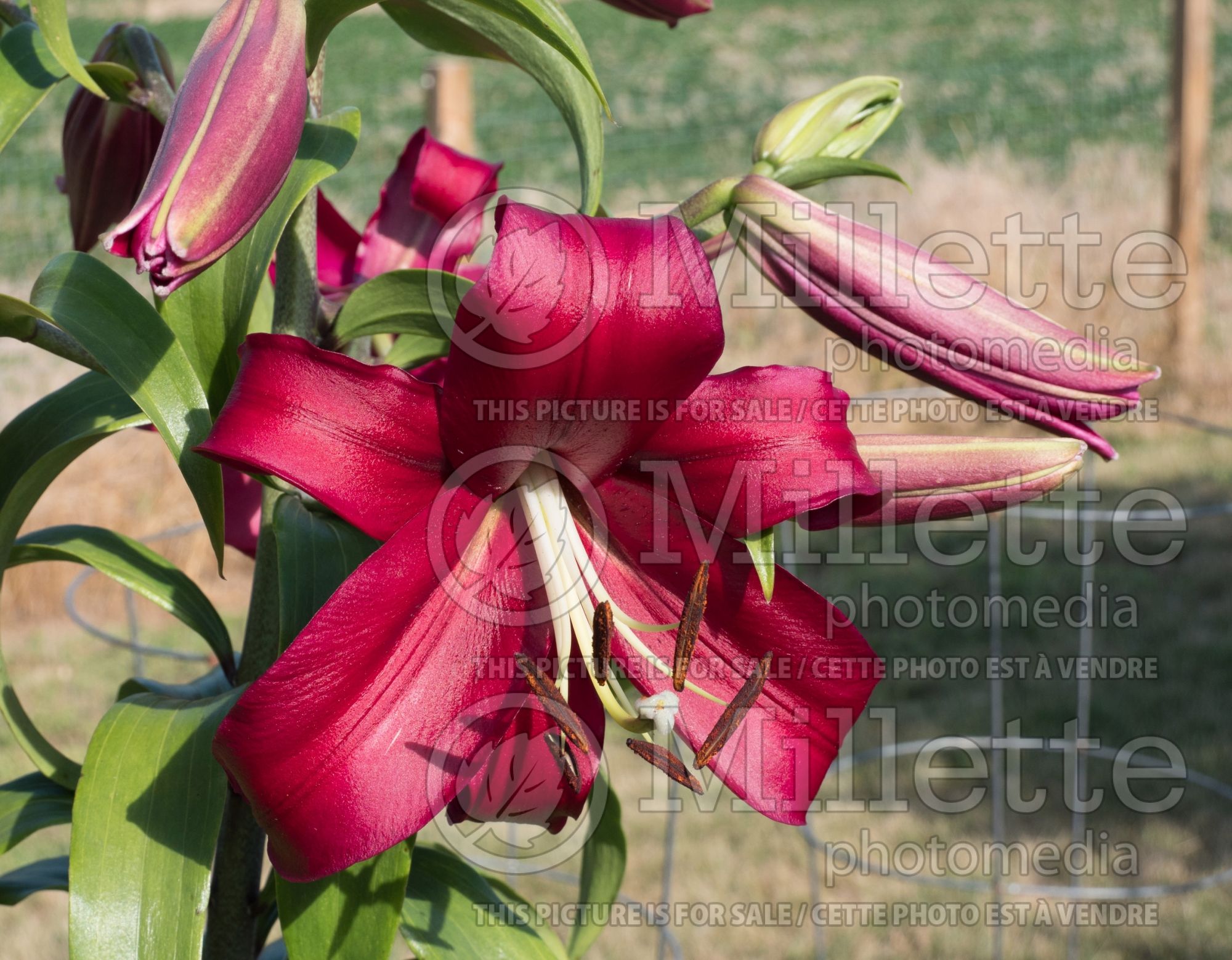 Lilium Formia (Lily) 3