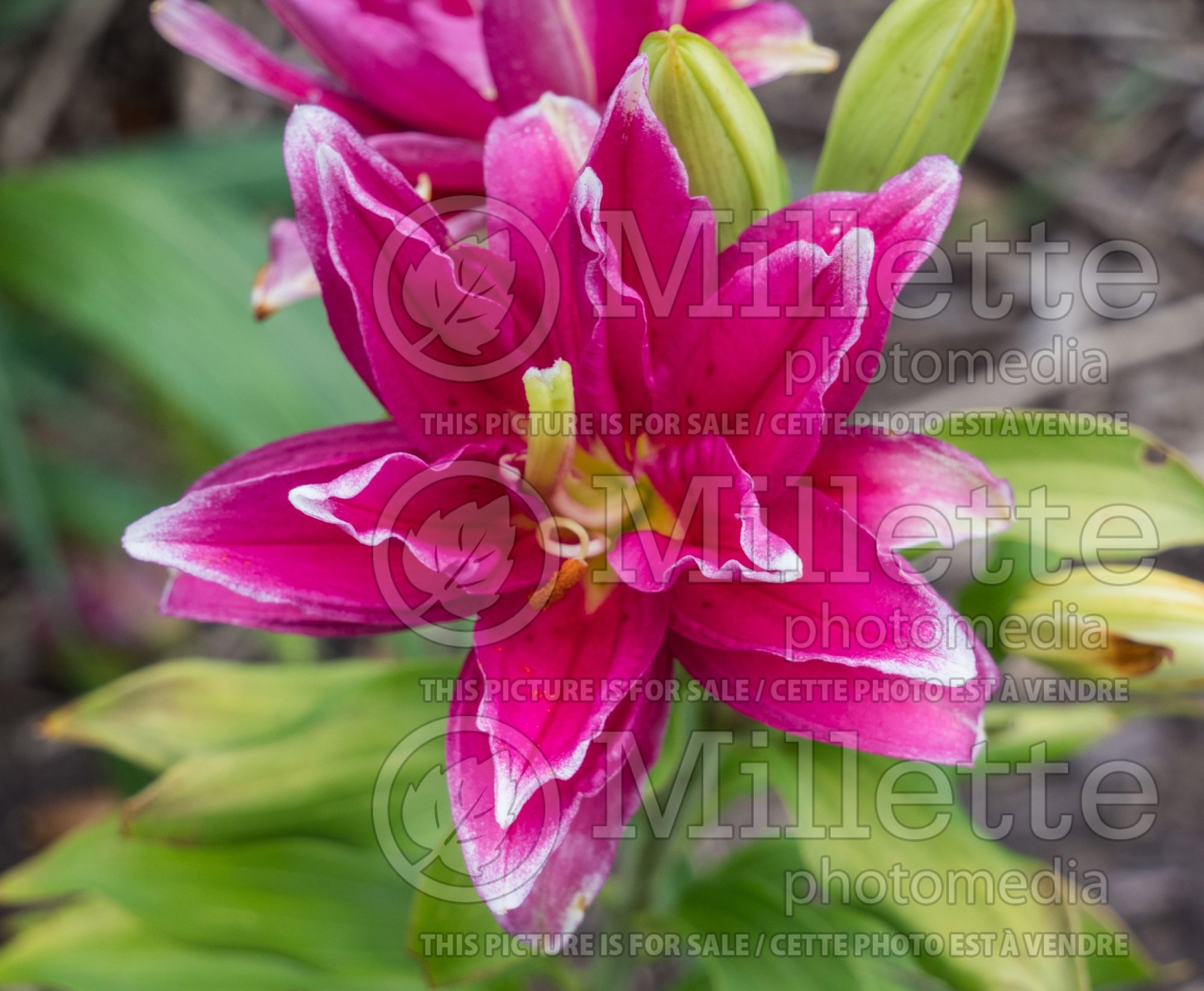 Lilium Elena (Orientalis Lily) 1