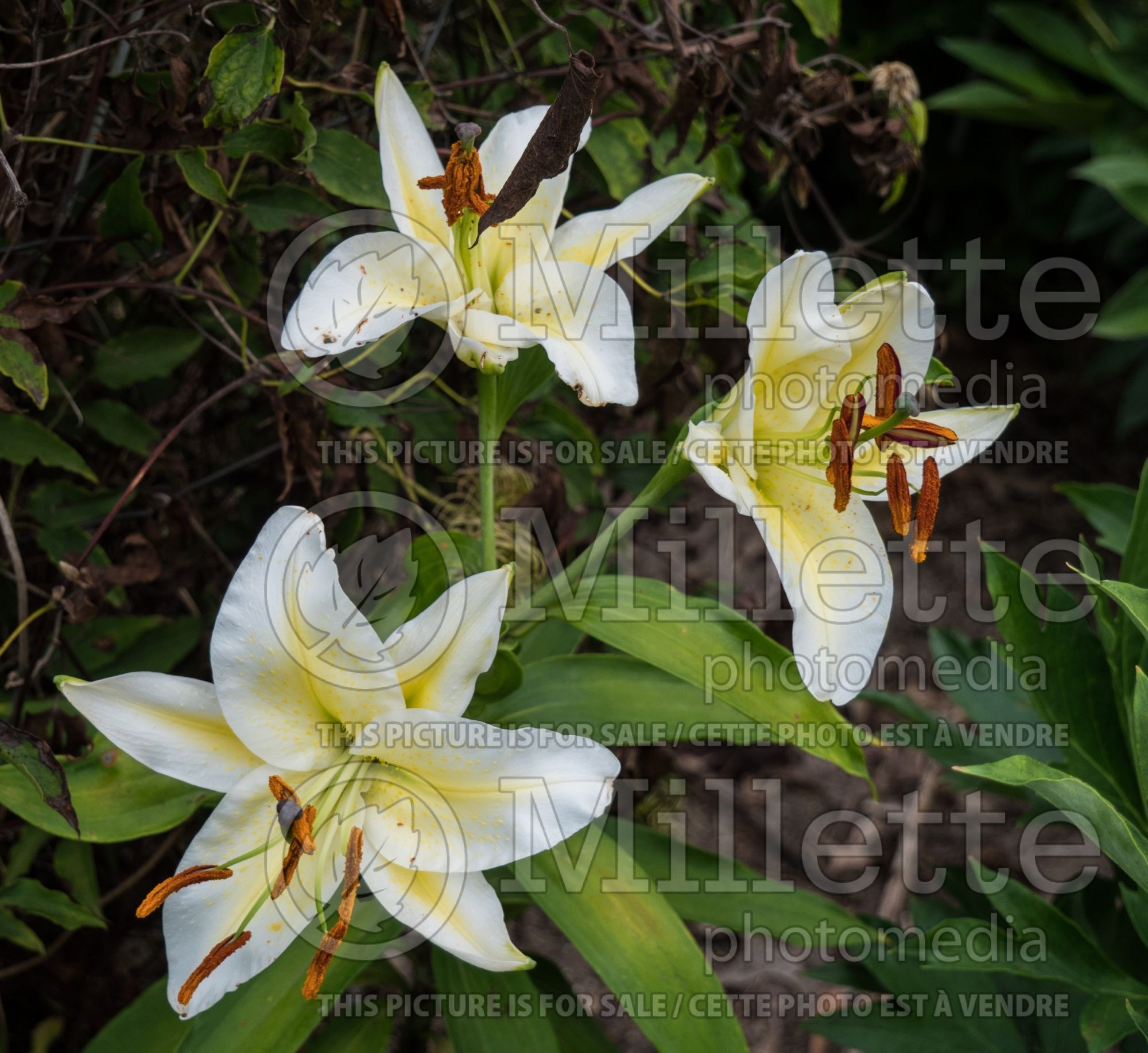 Lilium Legend (Oriental Lily) 3