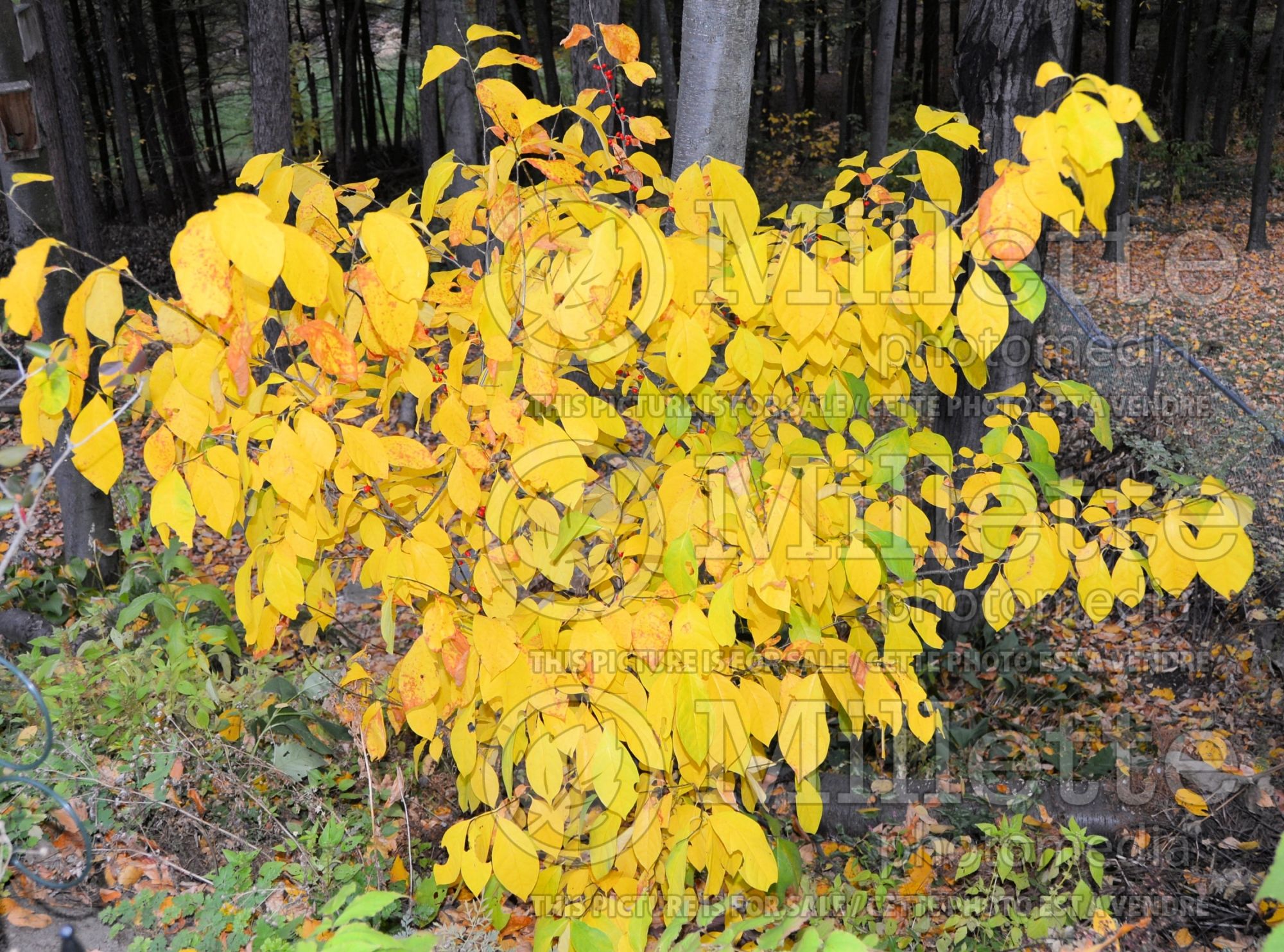 Lindera benzoin (allspice, spicebush) 5