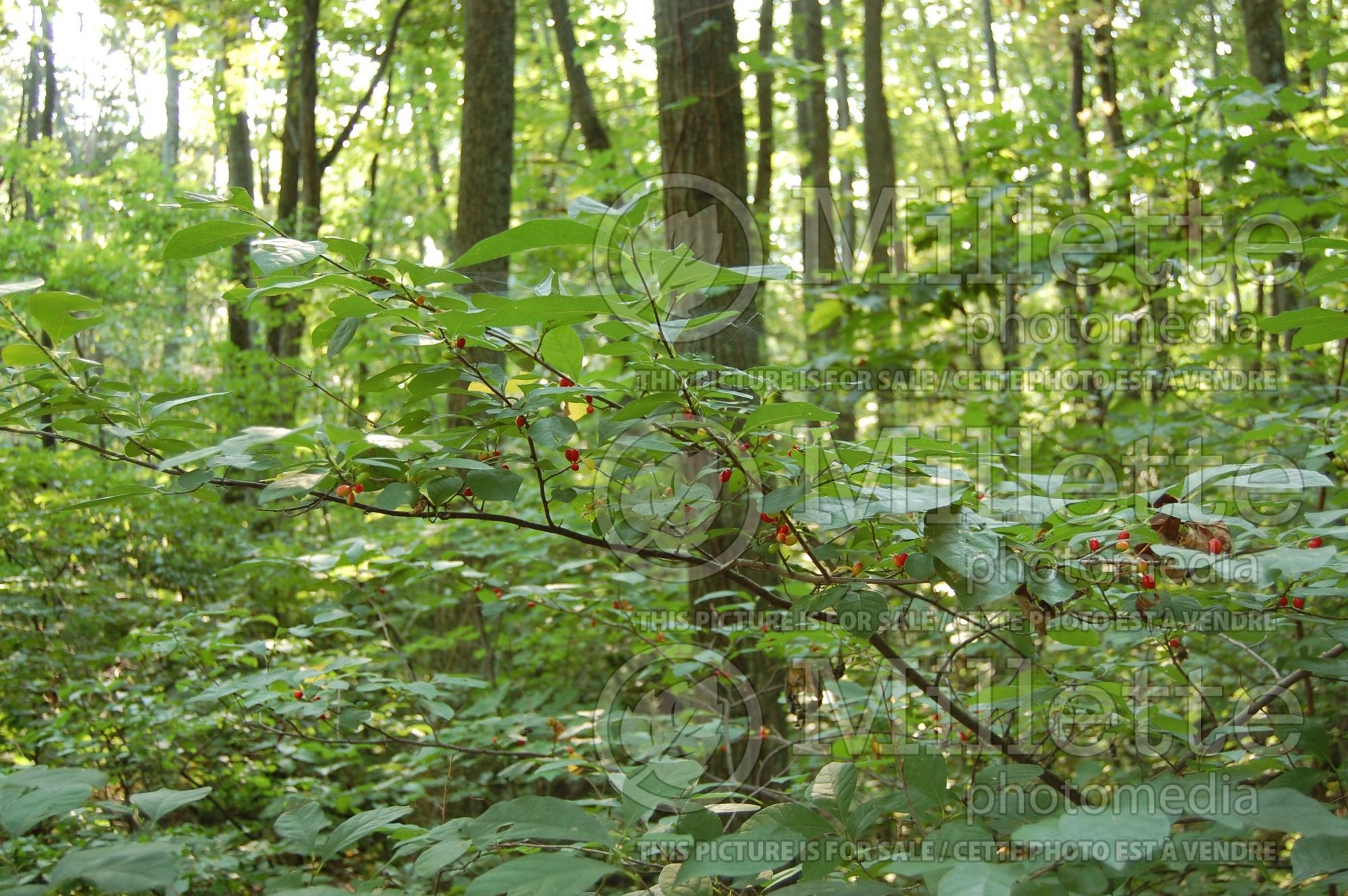 Lindera benzoin (allspice, spicebush) 6