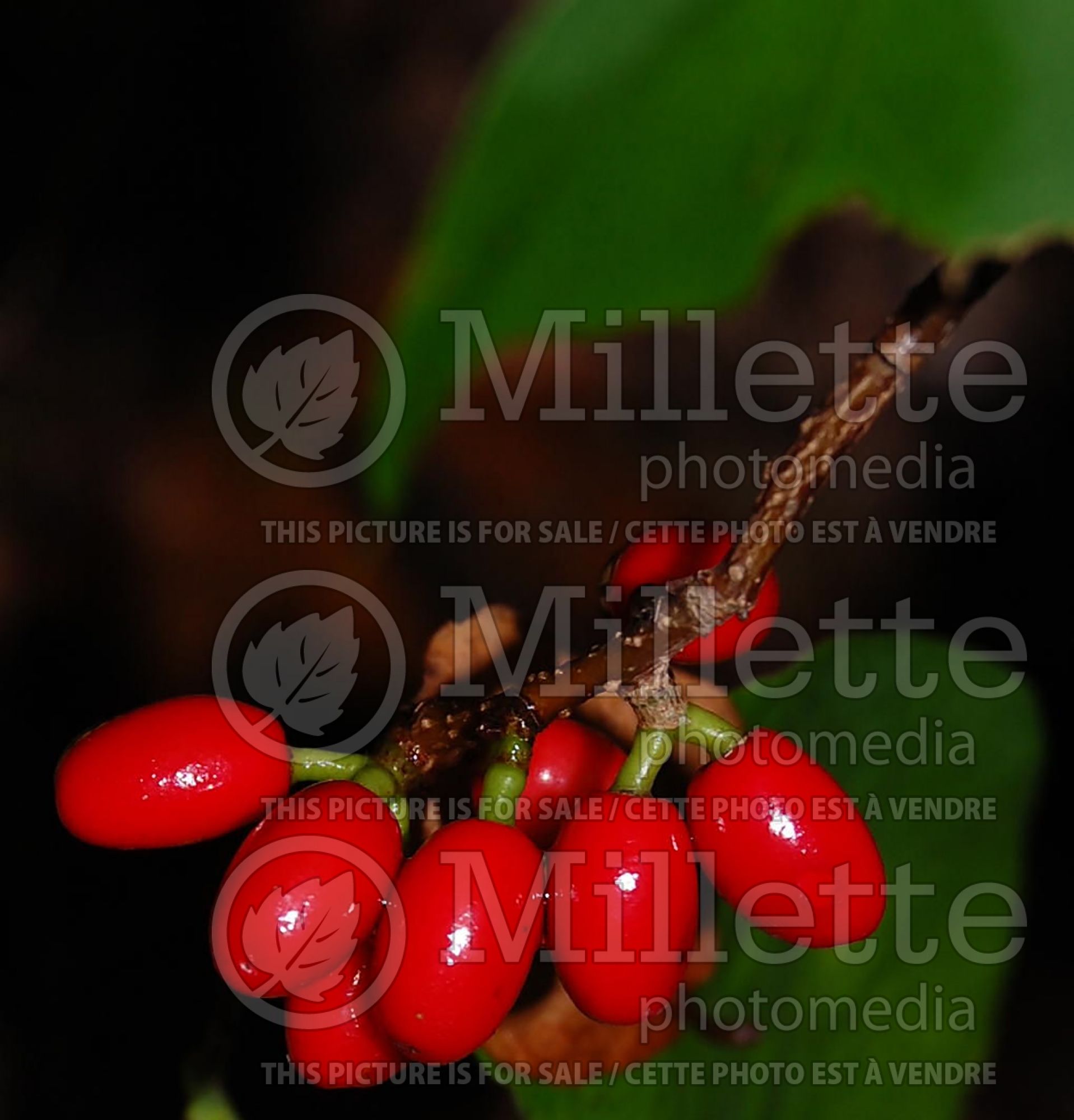 Lindera benzoin (allspice, spicebush) 7