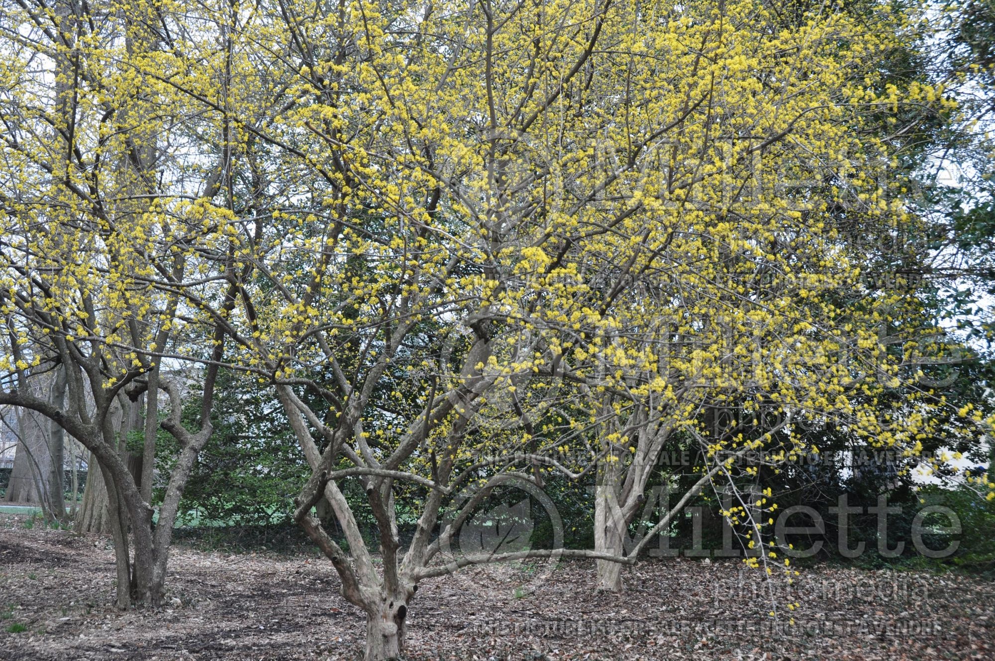 Lindera benzoin (allspice, spicebush) 8