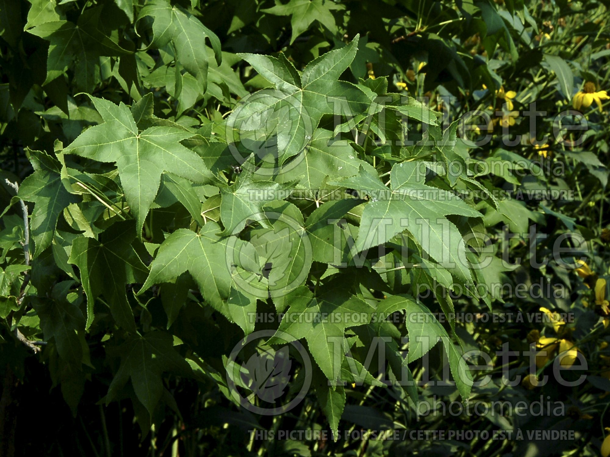 Liquidambar styraciflua (Sweetgum) 8