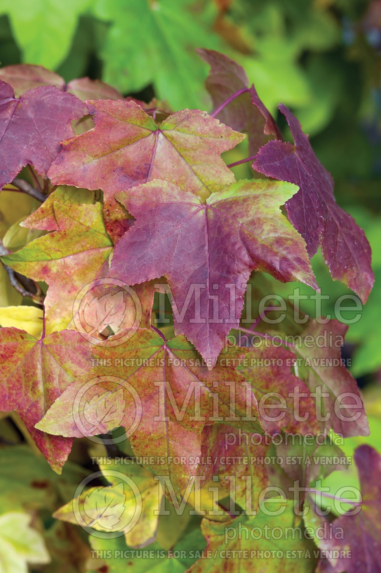 Liquidambar styraciflua (Sweetgum) 11