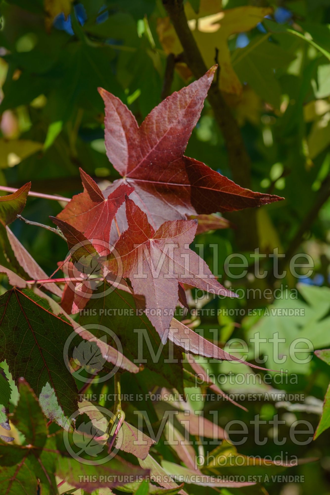 Liquidambar Moraine (Sweetgum) 3
