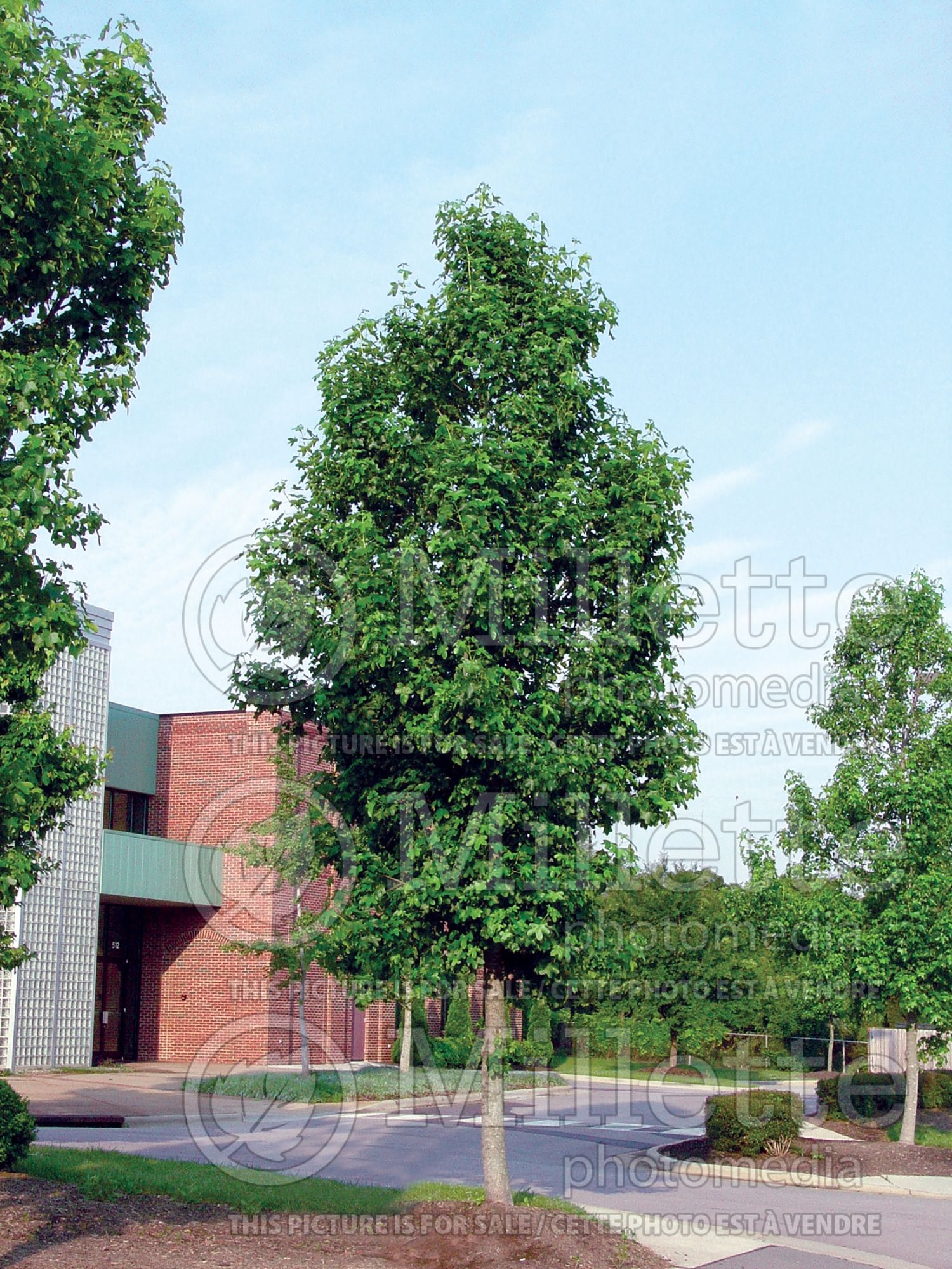 Liquidambar Moraine (Sweetgum) 6