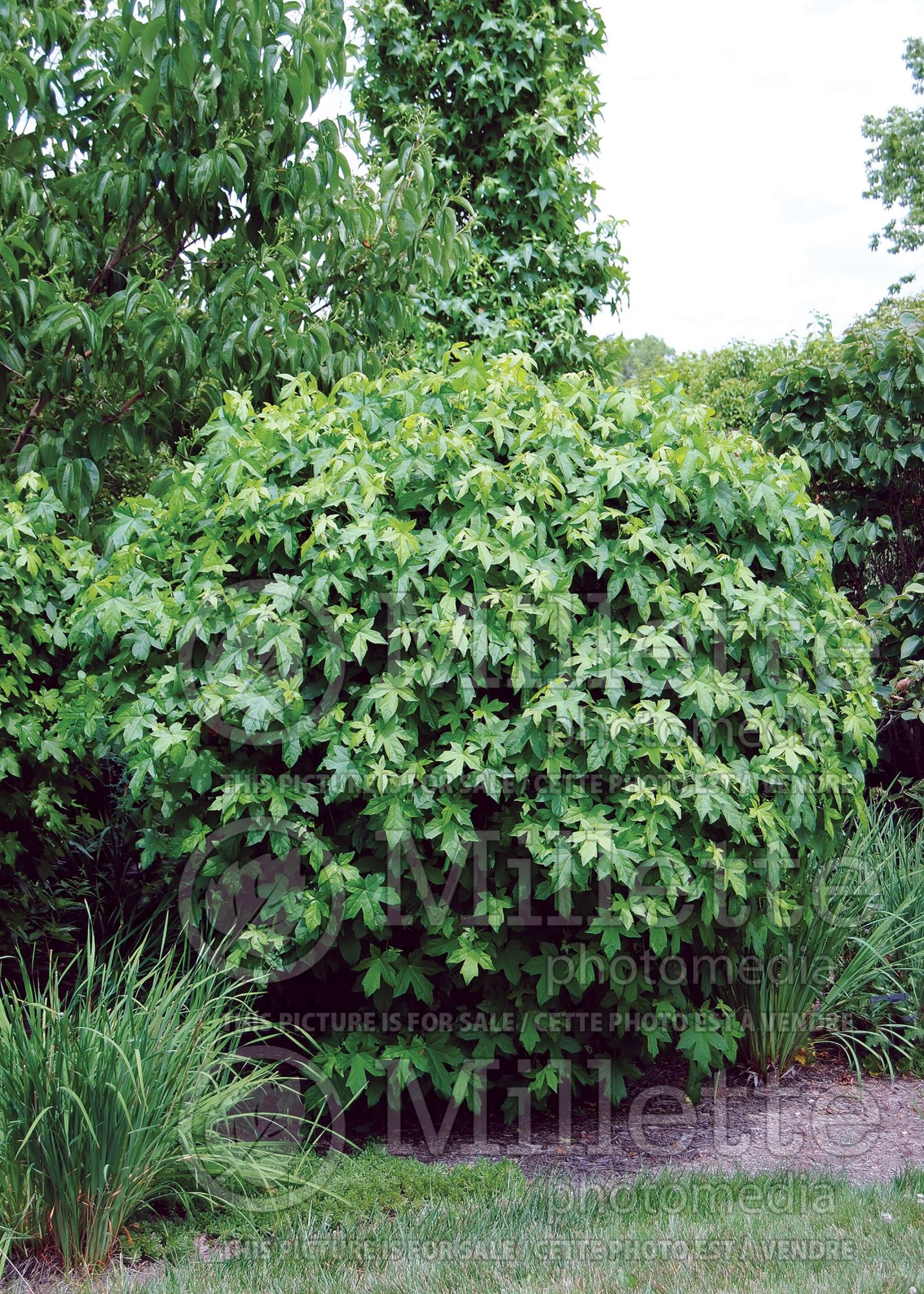 Liquidambar Oconee (sweetgum) 1
