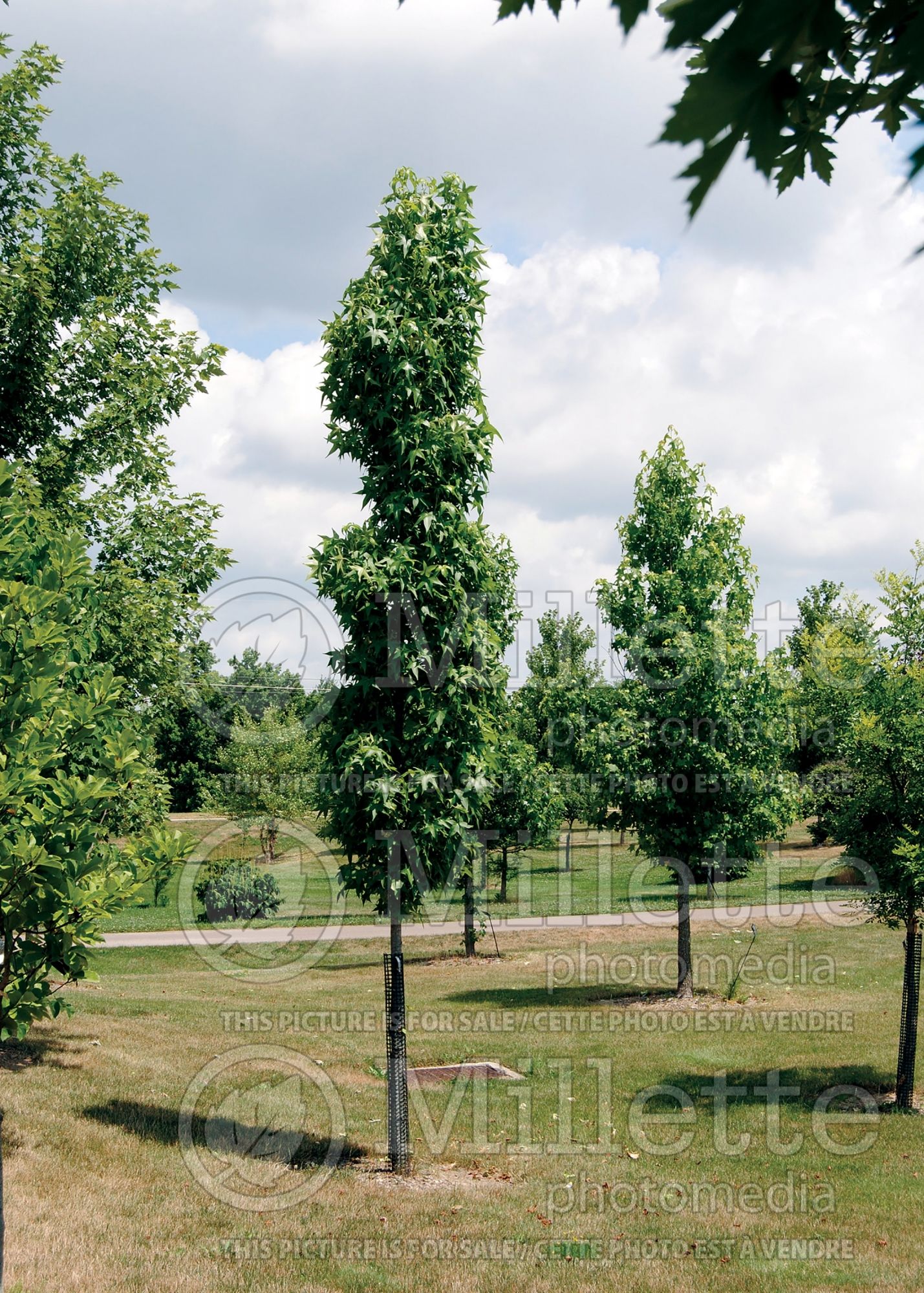 Liquidambar Slender Silhouette (Columnar Sweetgum) 4