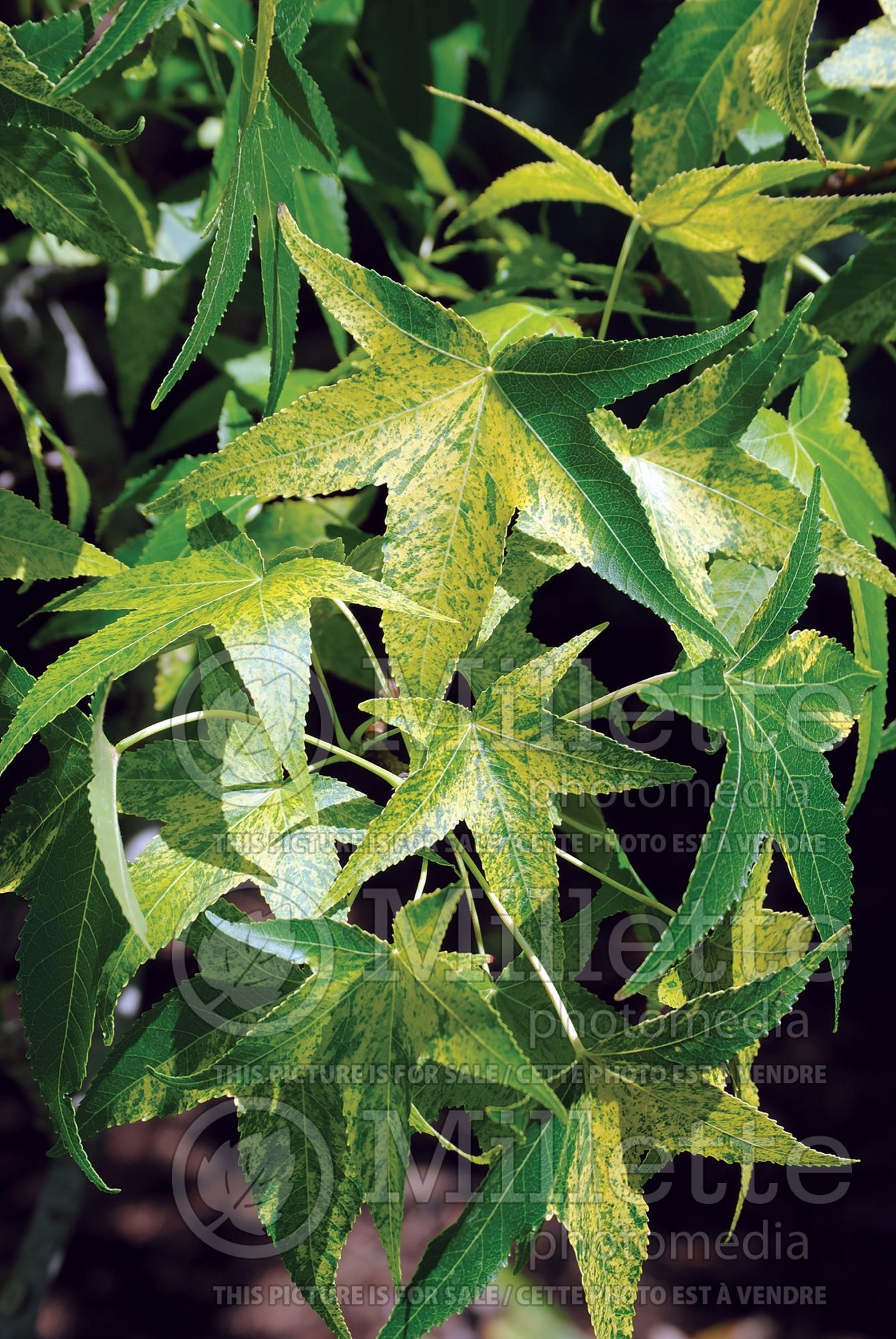 Liquidambar Variegata (Variegated Sweet Gum) 4