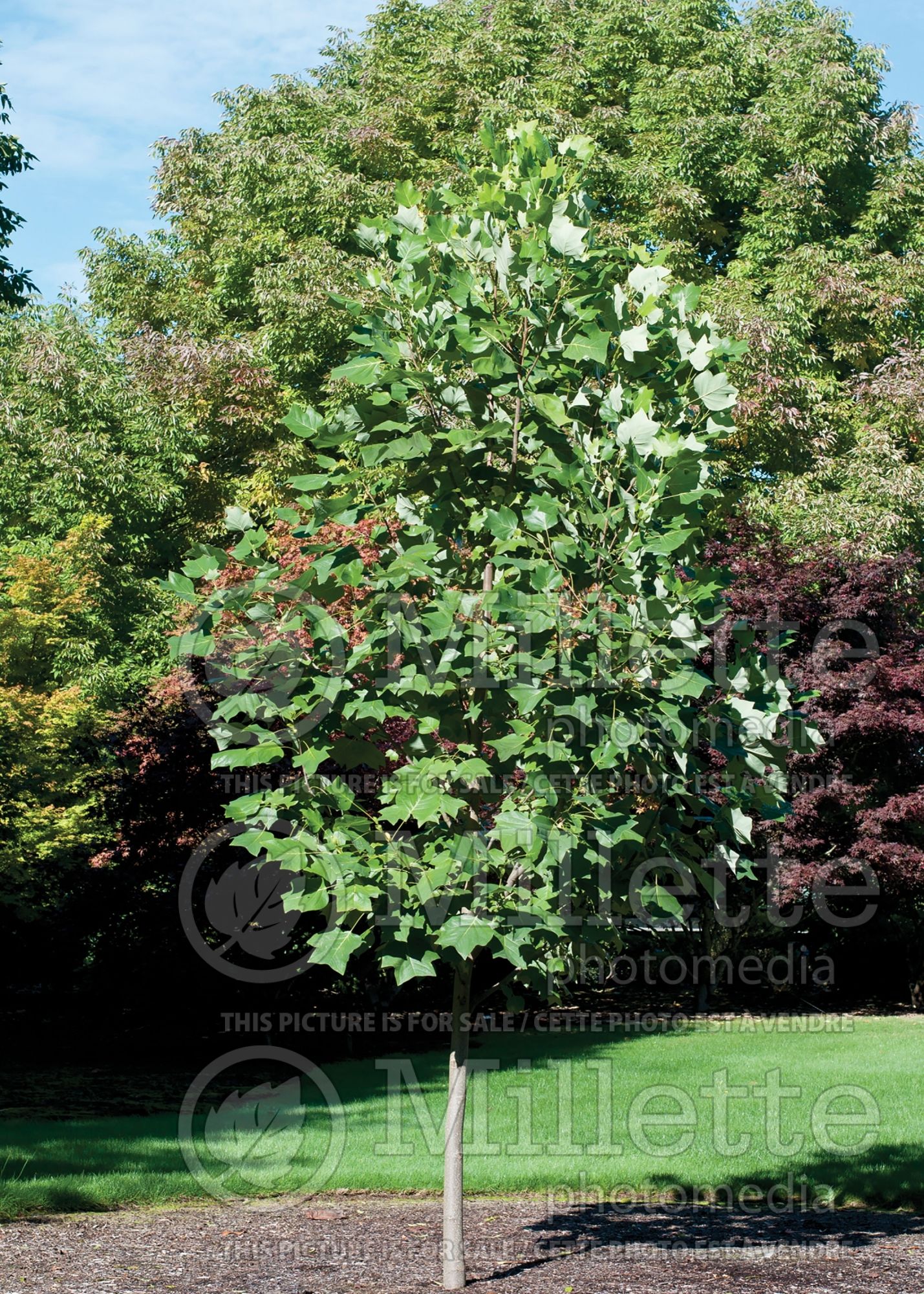 Liriodendron Emerald City (tulip tree) 1