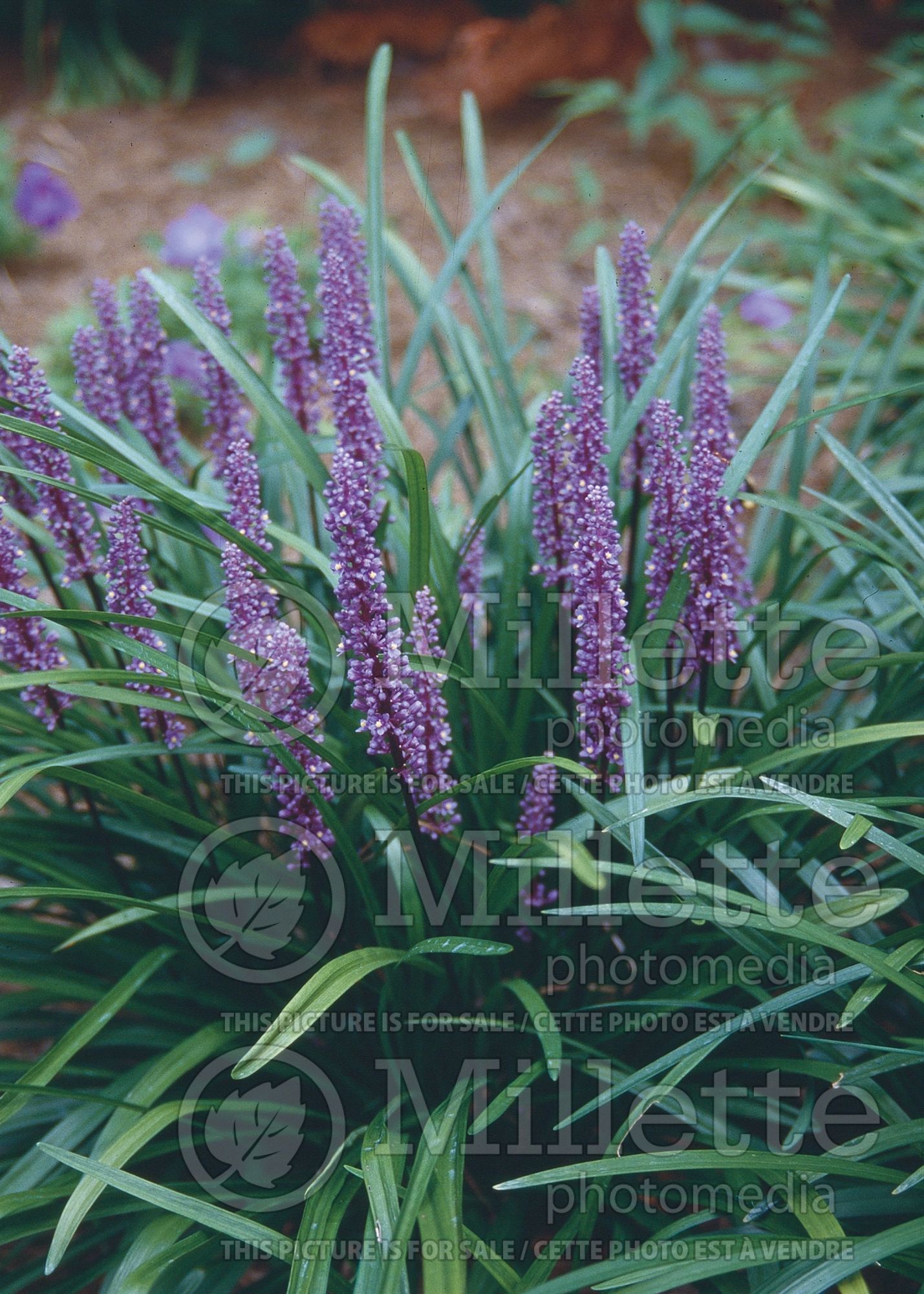 Liriope Royal Purple (Lilyturf) 2