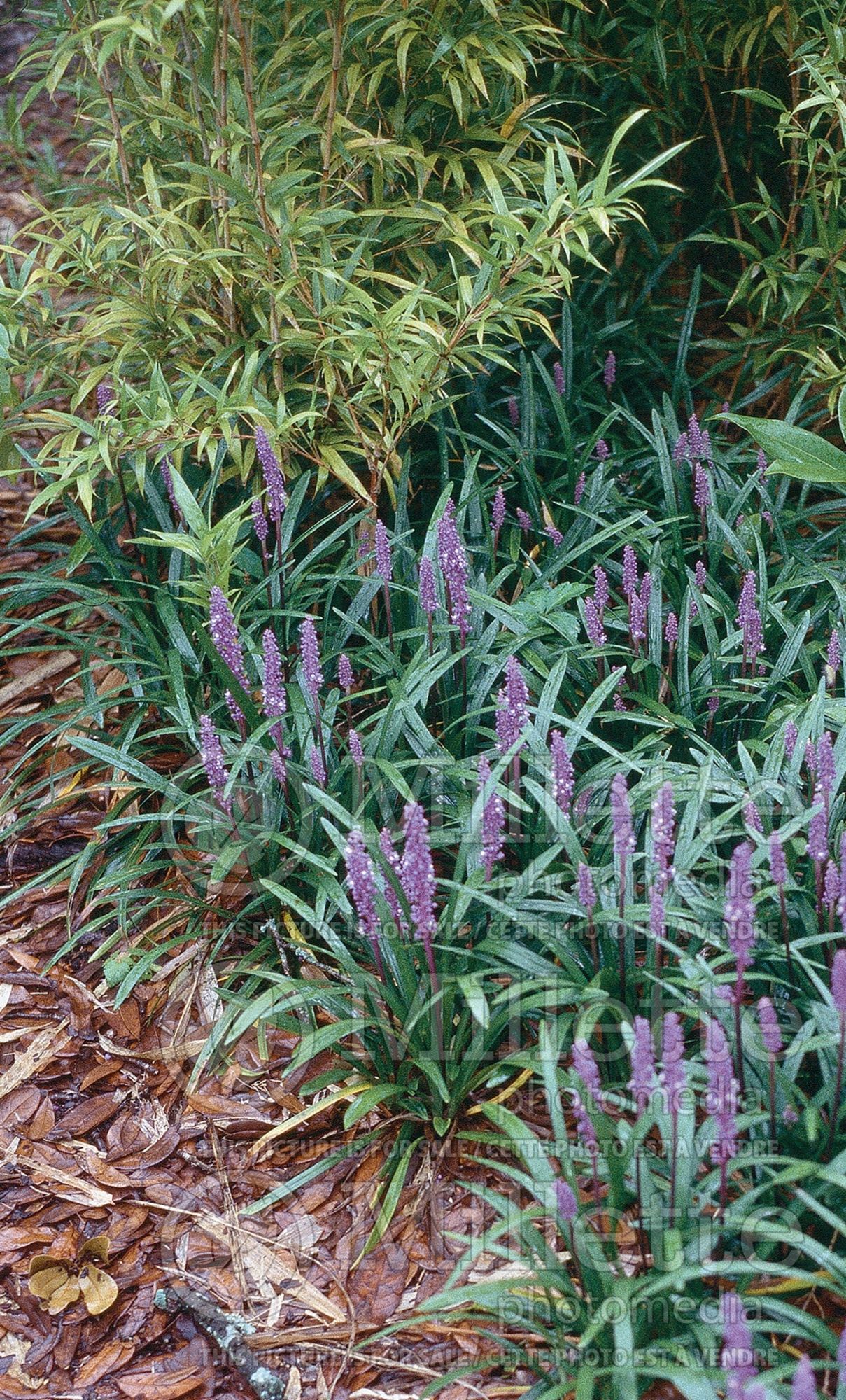 Liriope Royal Purple (Lilyturf) 1