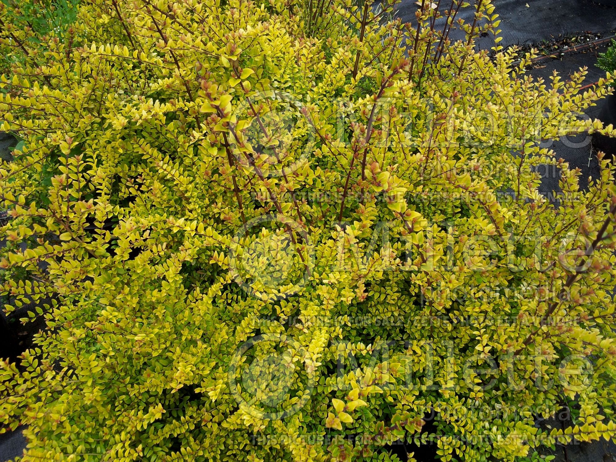 Lonicera Baggesen's Gold (Edible Honeysuckle honeyberry) 3
