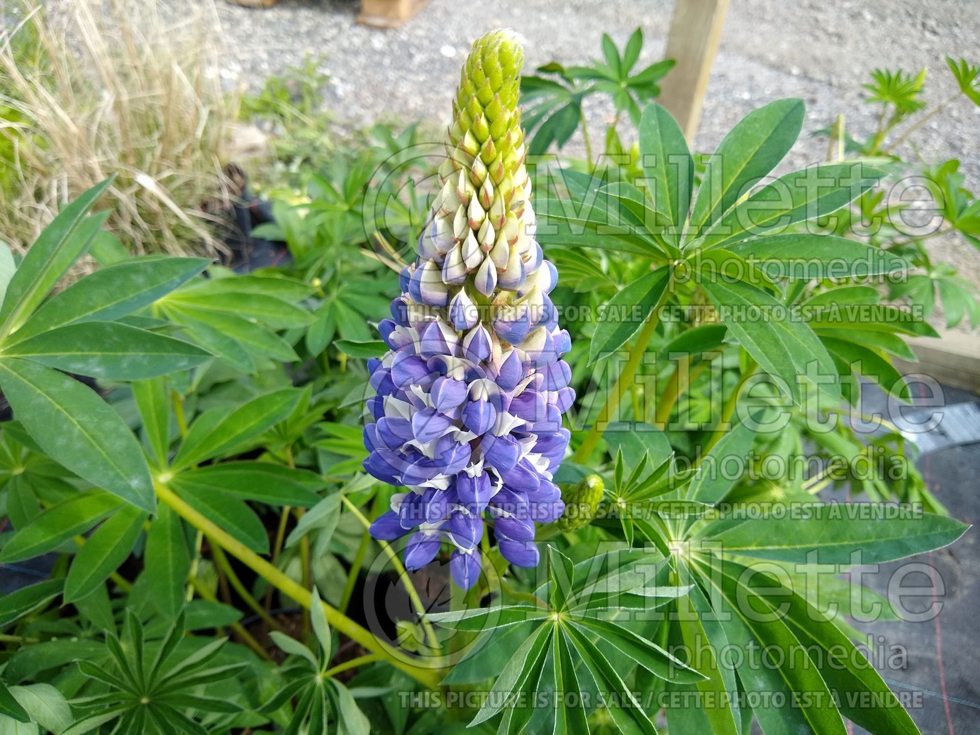 Lupinus The Governor (Lupine) 1