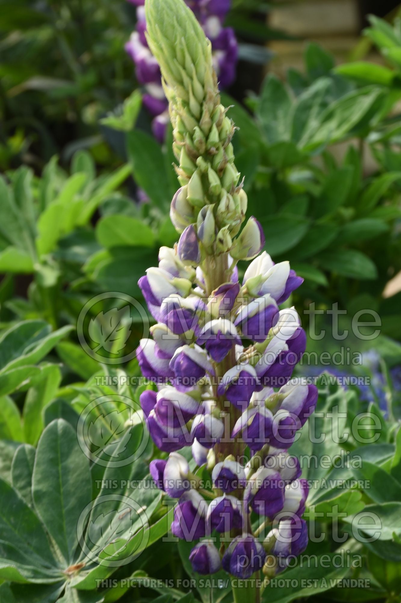 Lupinus Westcountry Blacksmith (Lupine) 1