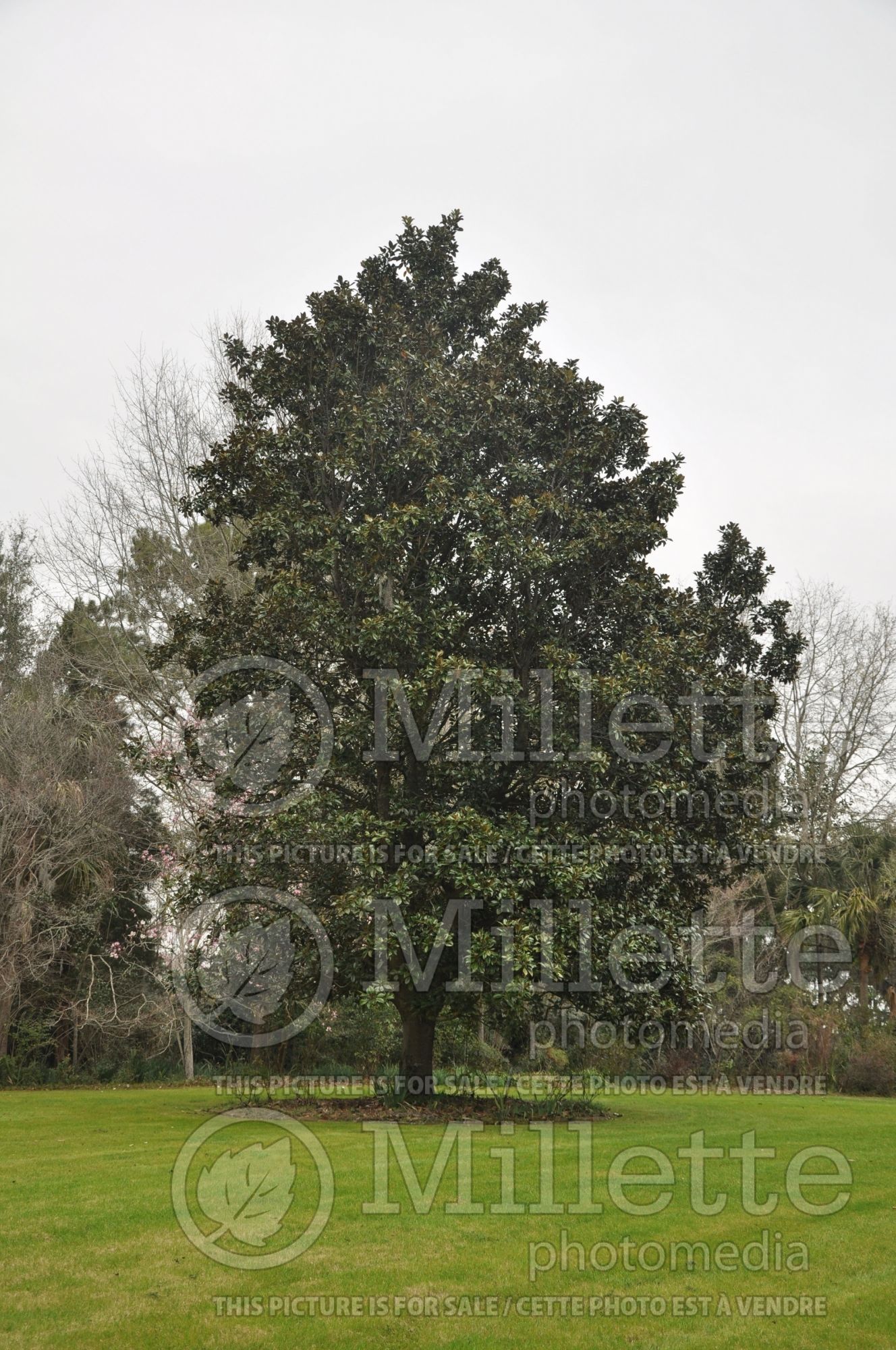 Magnolia grandiflora (Southern magnolia) 1