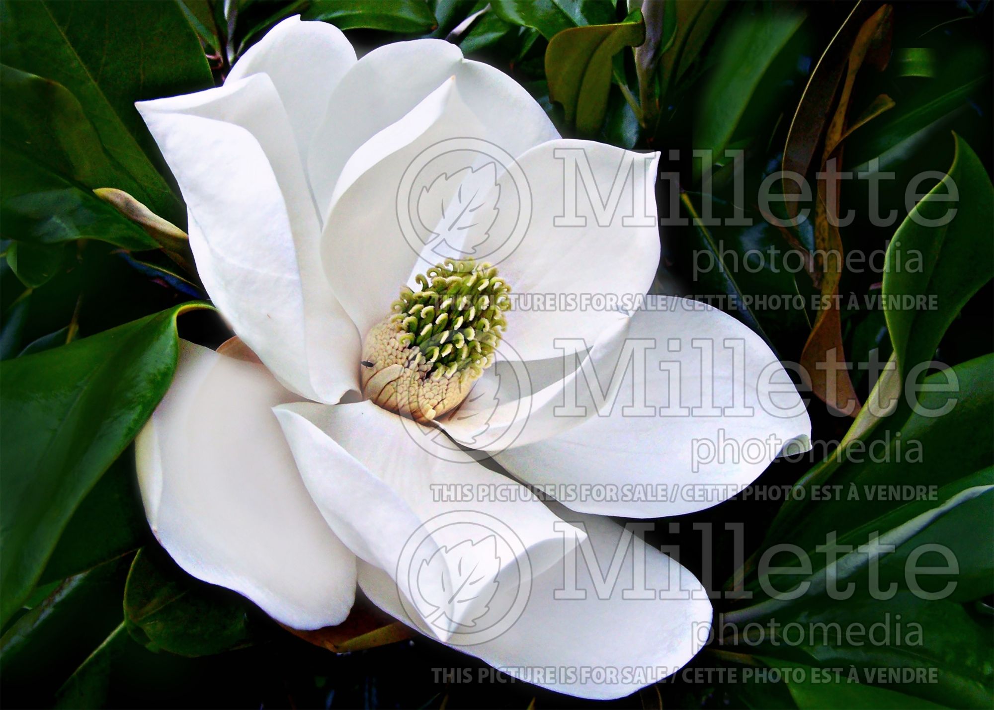 Magnolia grandiflora (Southern magnolia) 4