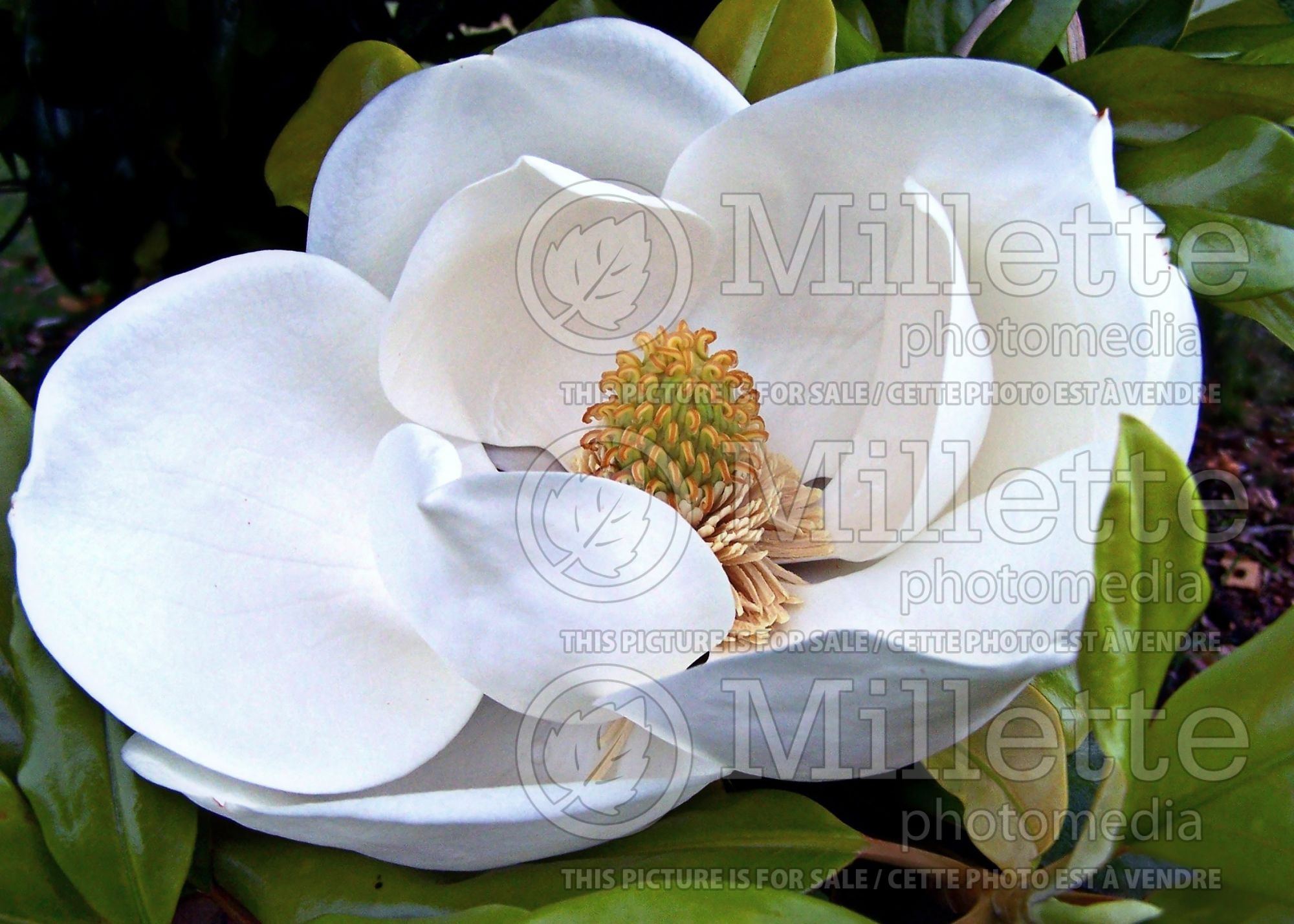 Magnolia grandiflora (Southern magnolia) 5