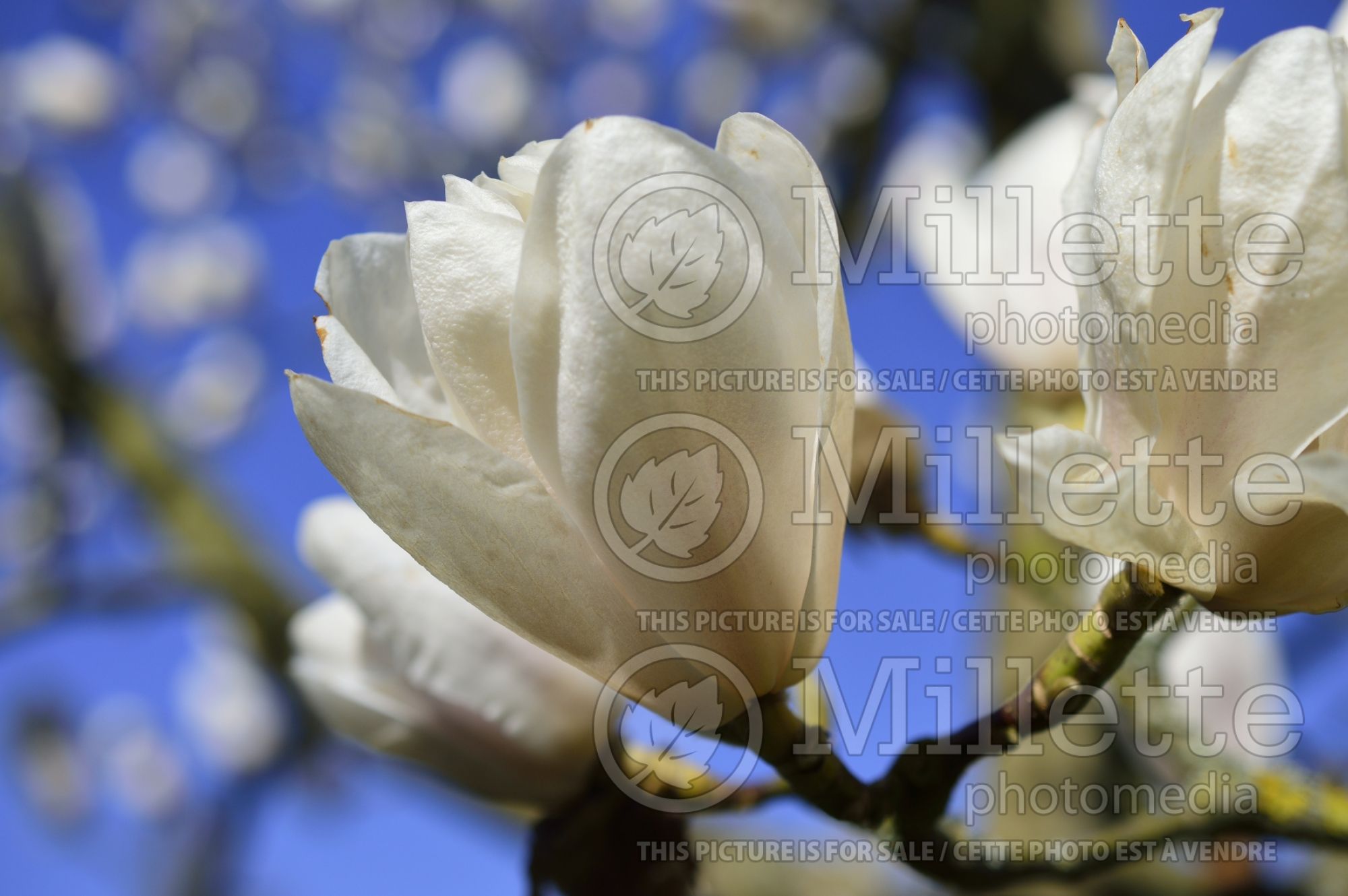Magnolia Legacy (Magnolia) 2