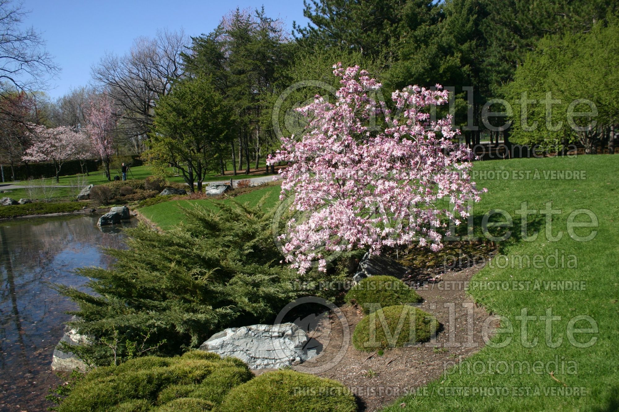 Magnolia Leonard Messel (Magnolia) 8