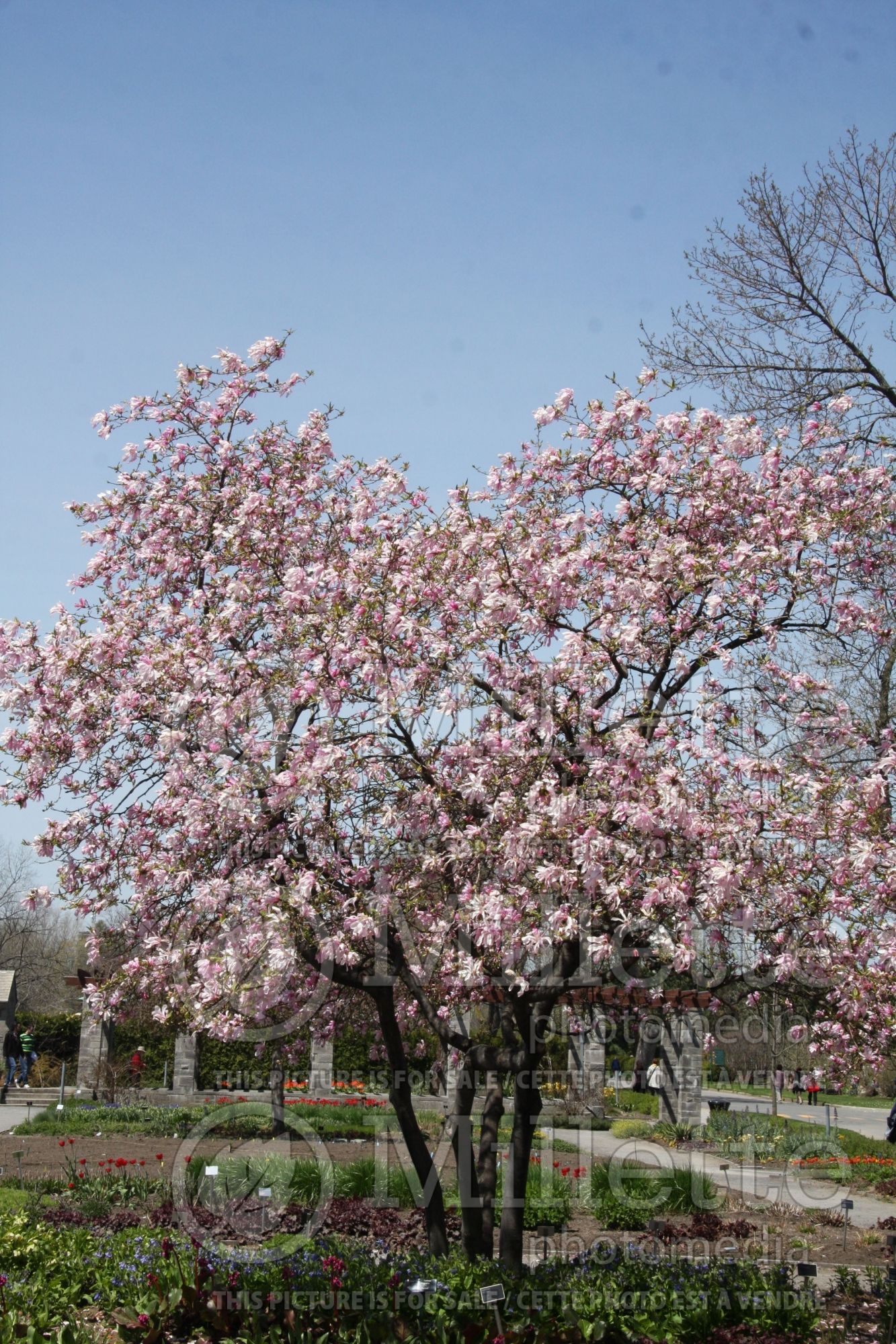 Magnolia Leonard Messel (Magnolia) 10