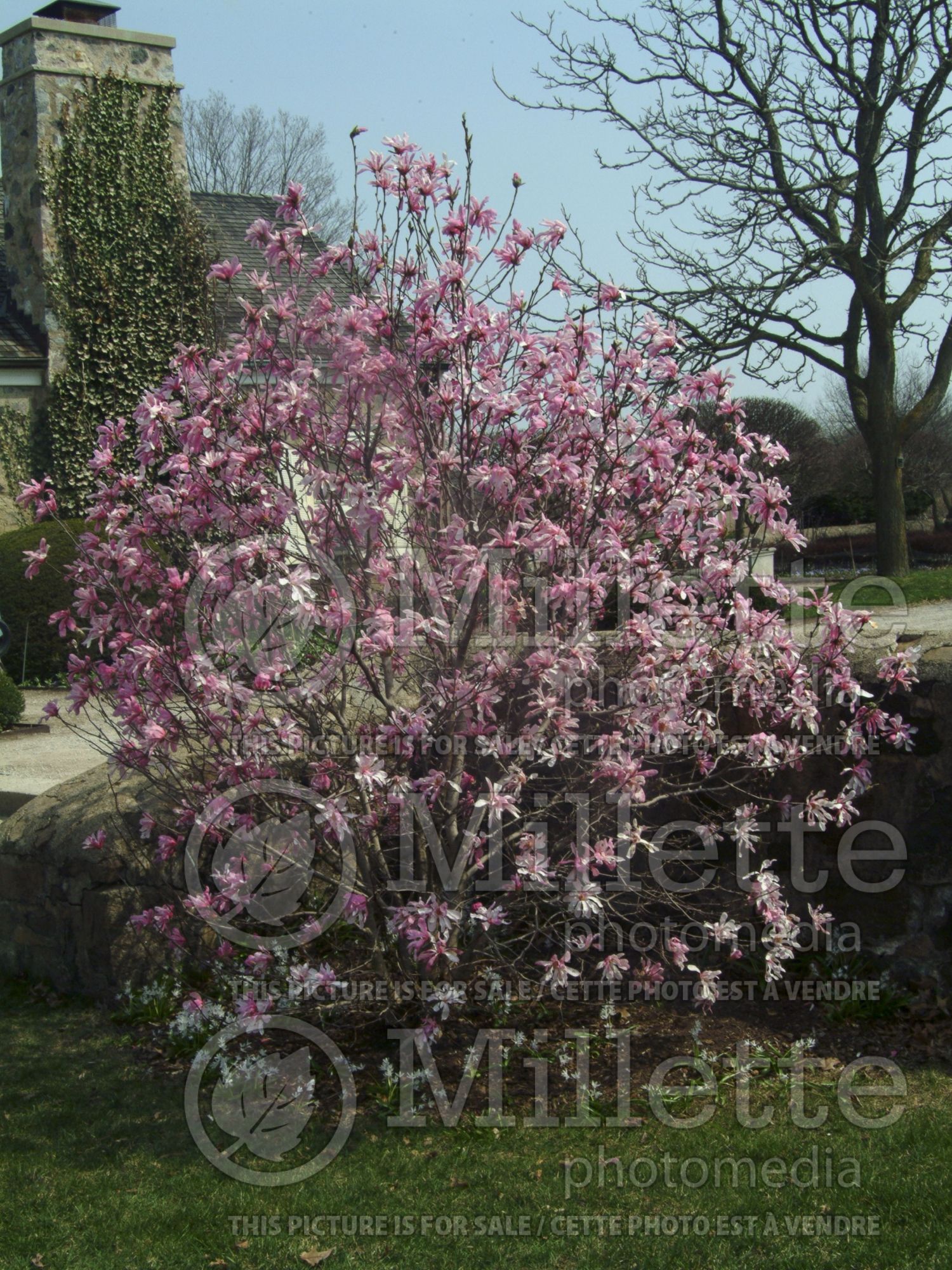 Magnolia Leonard Messel (Magnolia) 11