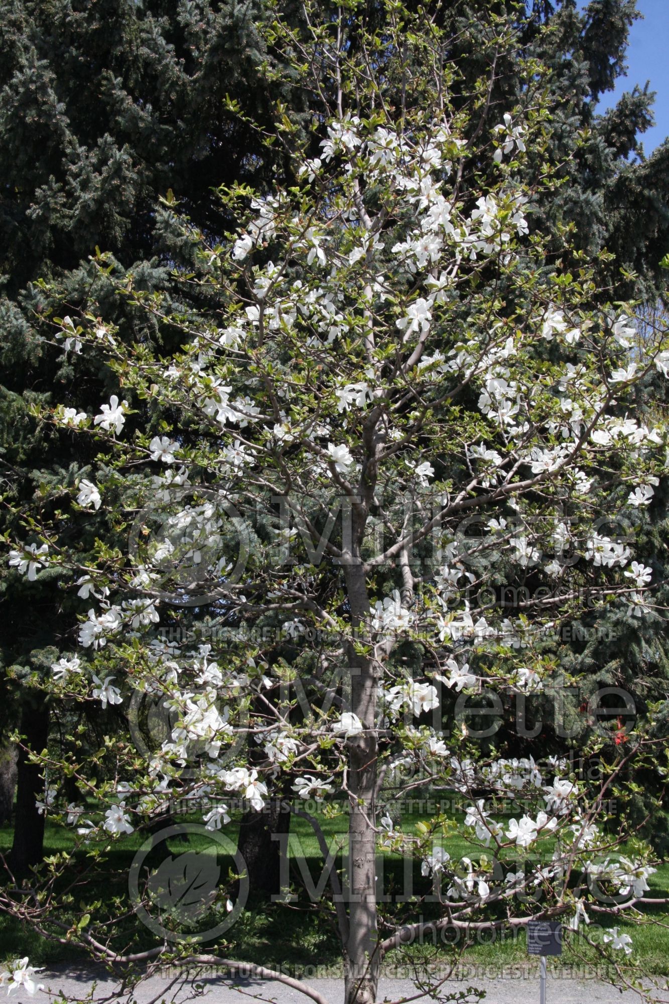 Magnolia Merrill (Tulip Tree) 6