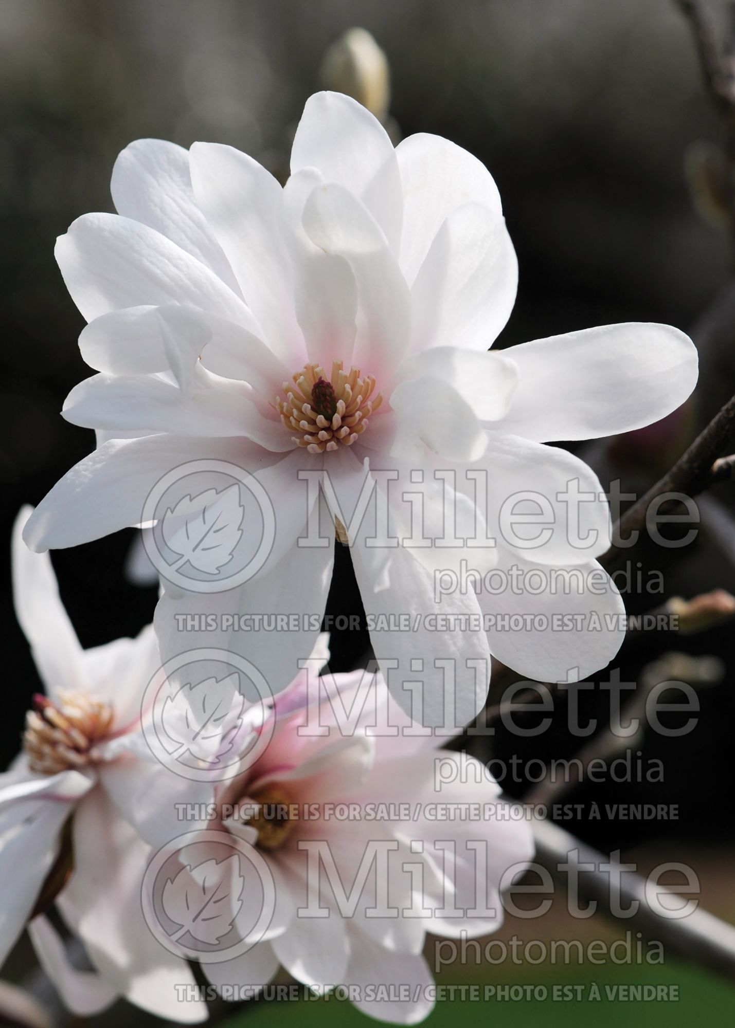 Magnolia Merrill (Tulip Tree) 9