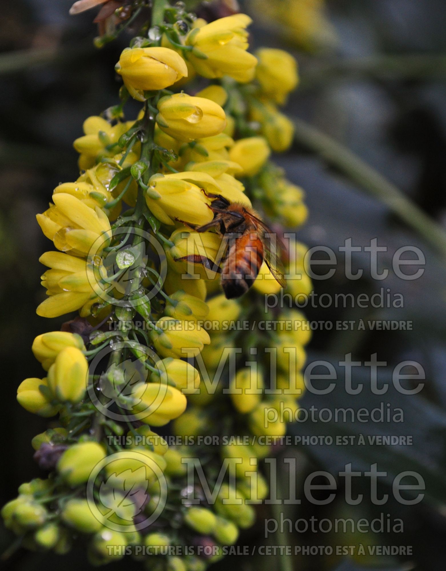Mahonia Winter Sun (Oregon Grapeholly) 1
