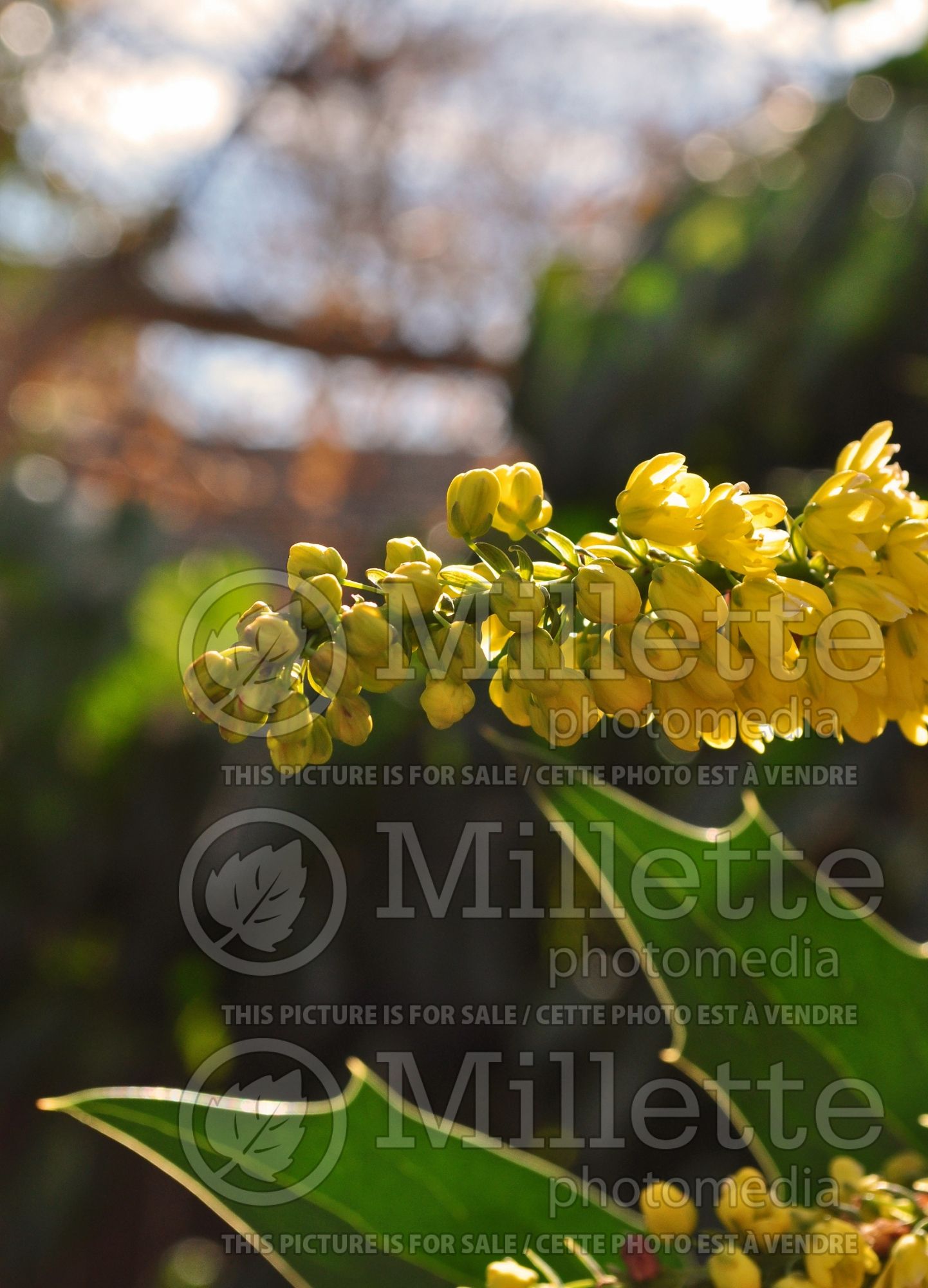 Mahonia Winter Sun (Oregon Grapeholly) 2