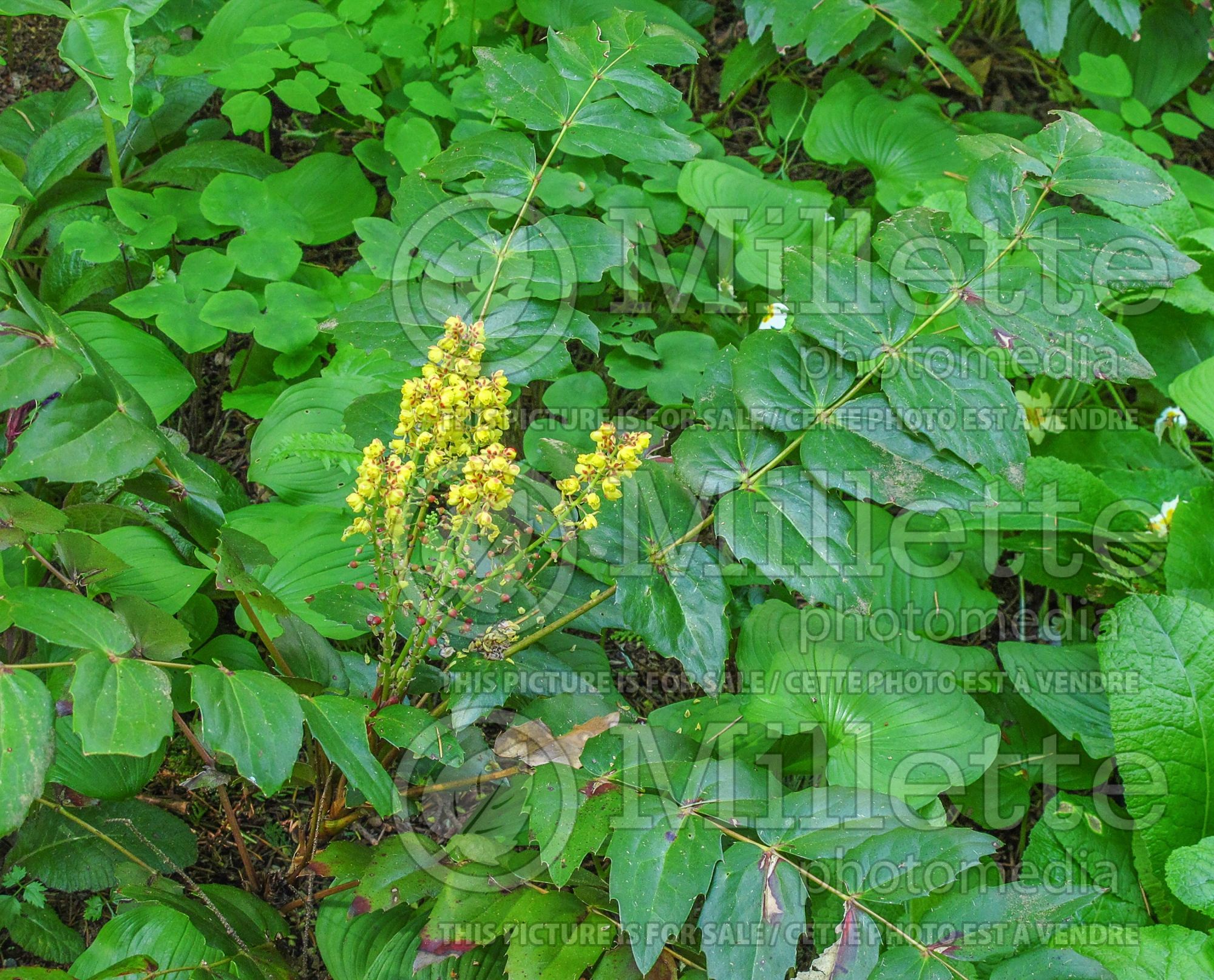 Mahonia nervosa (Oregon-grape) 2
