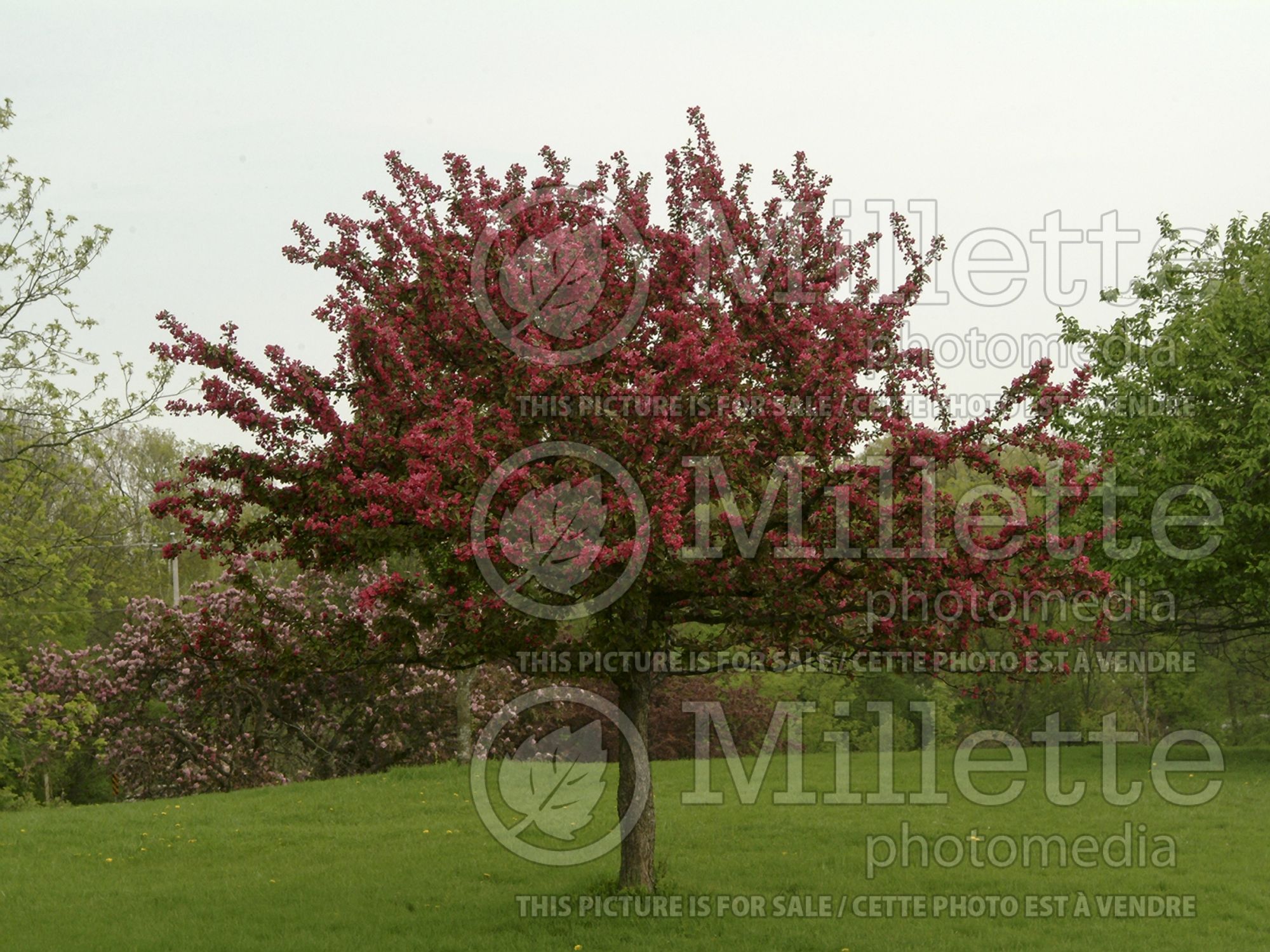 Malus Adams (Crabapple) 9