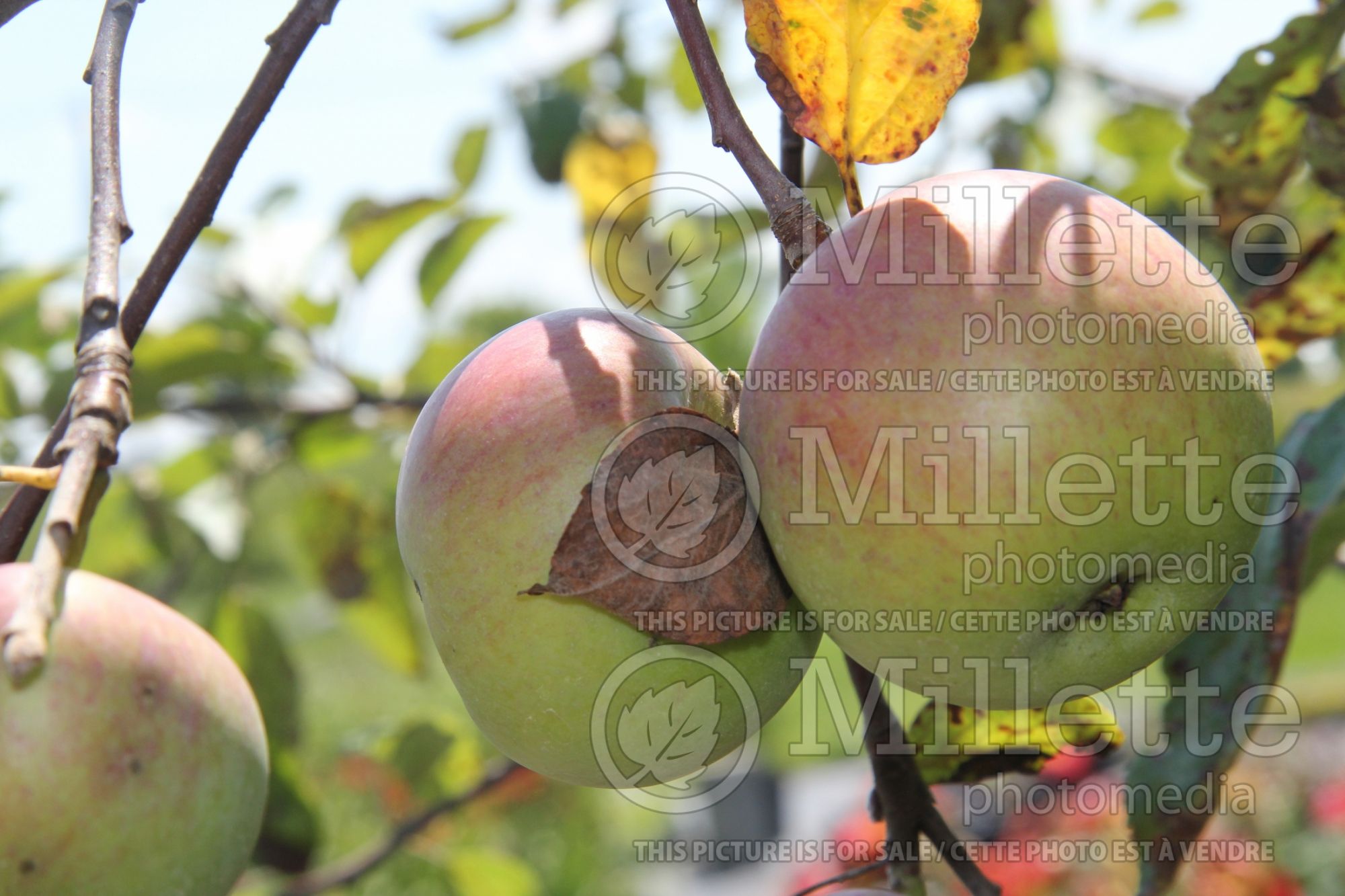 Malus Cortland (Apple tree) 2