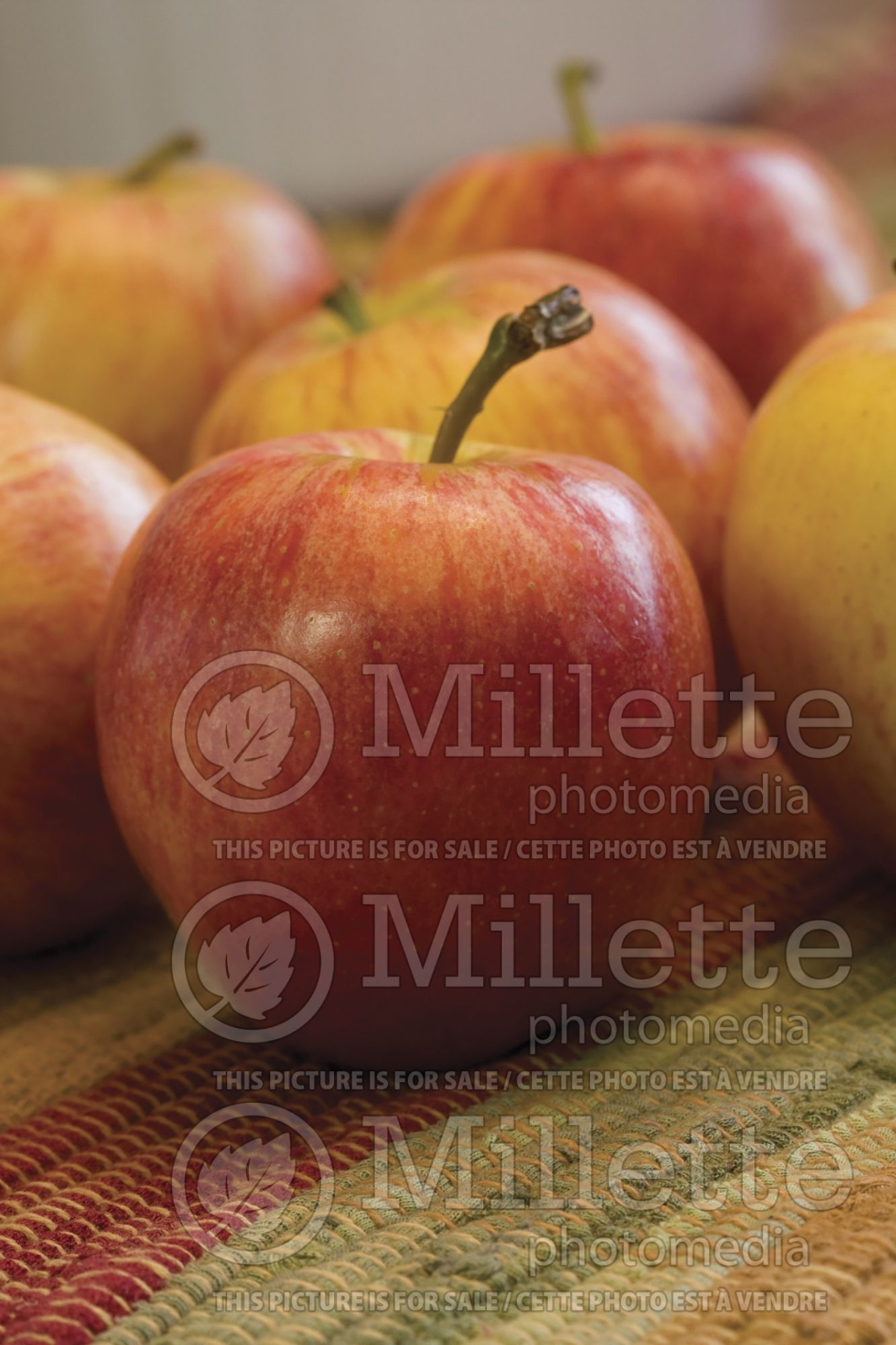 Malus Gala (Apple tree) 3