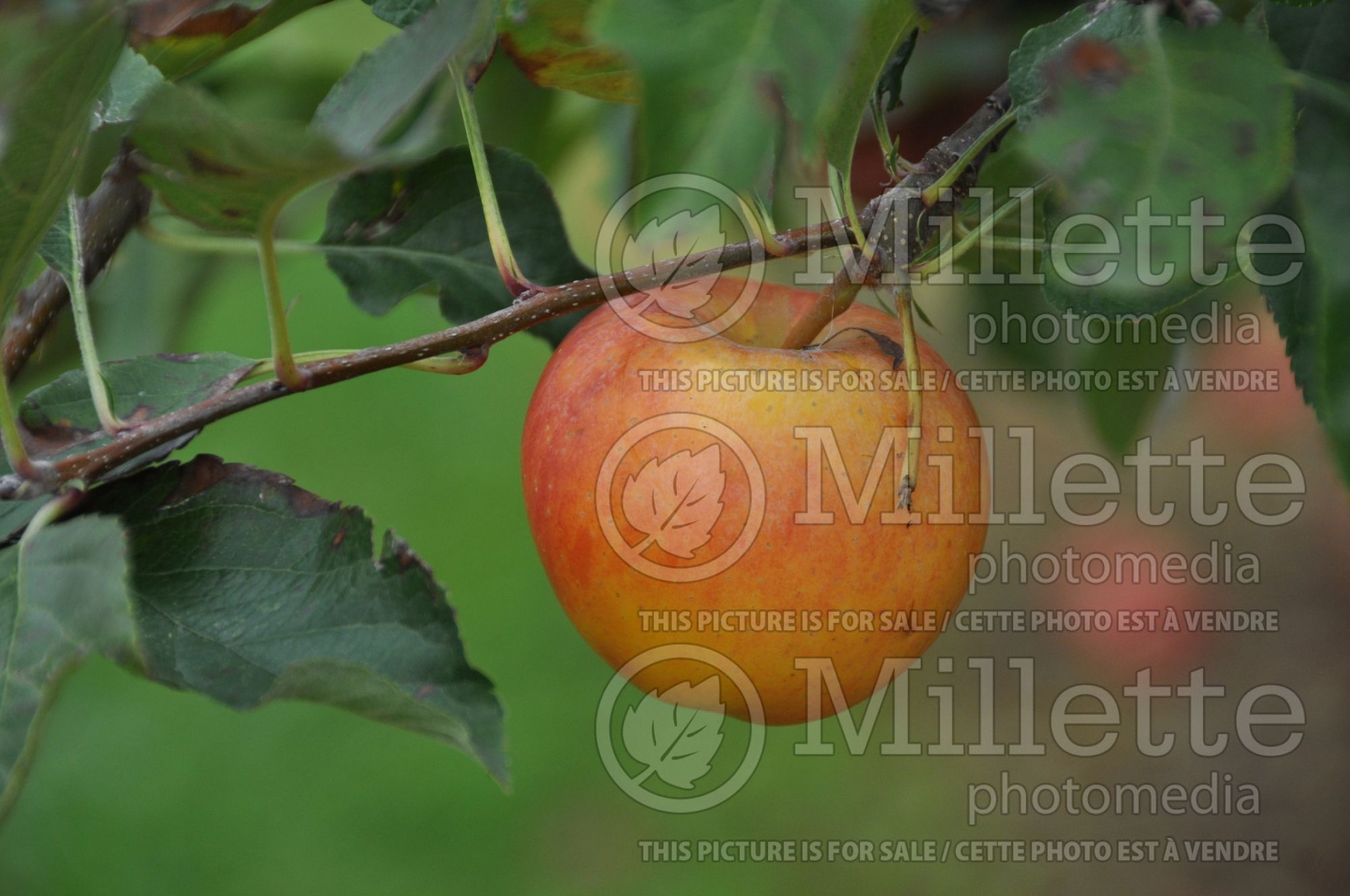 Malus Gala (Apple tree) 2