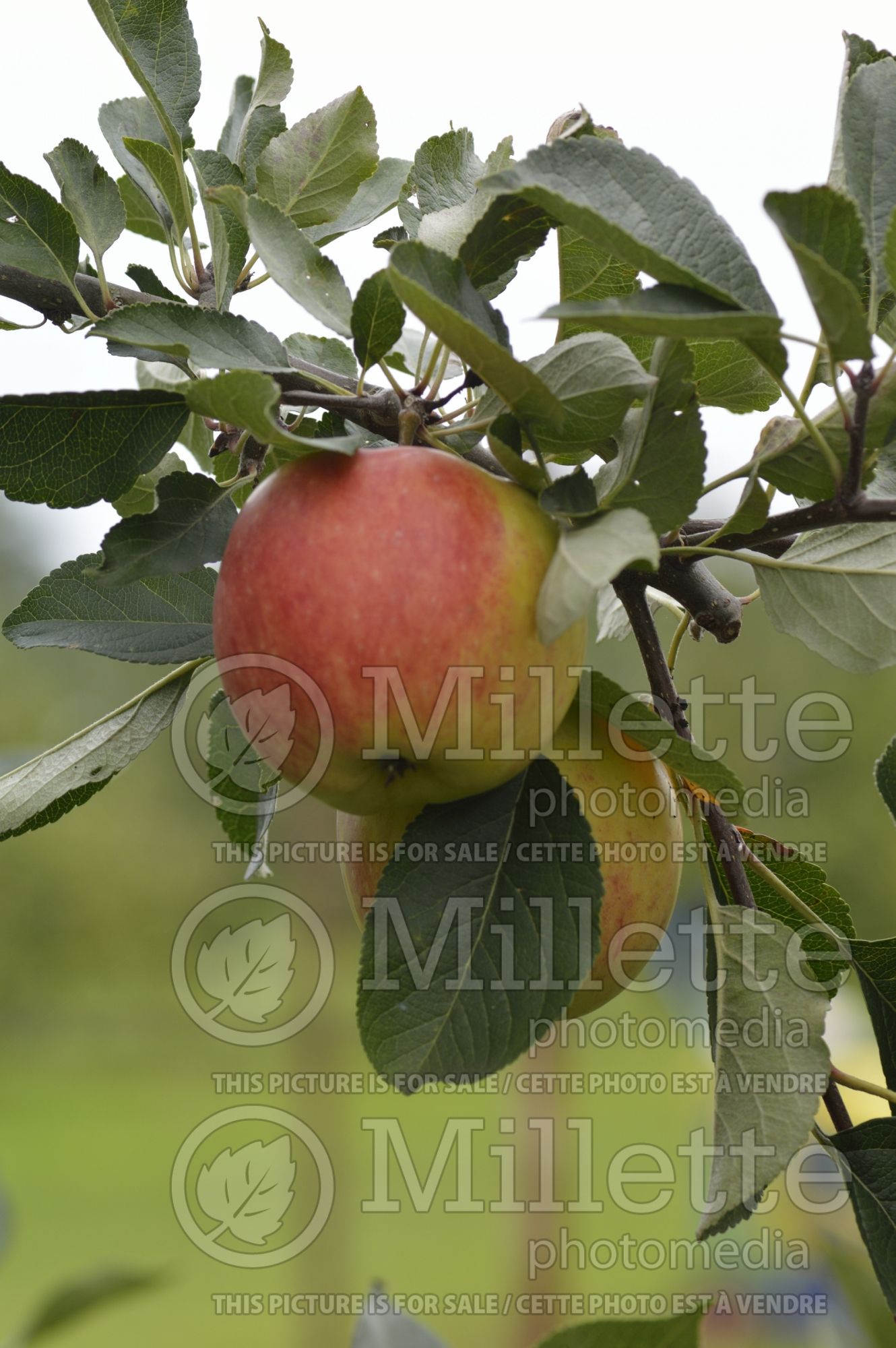Malus James Grieve (Apple tree) 4