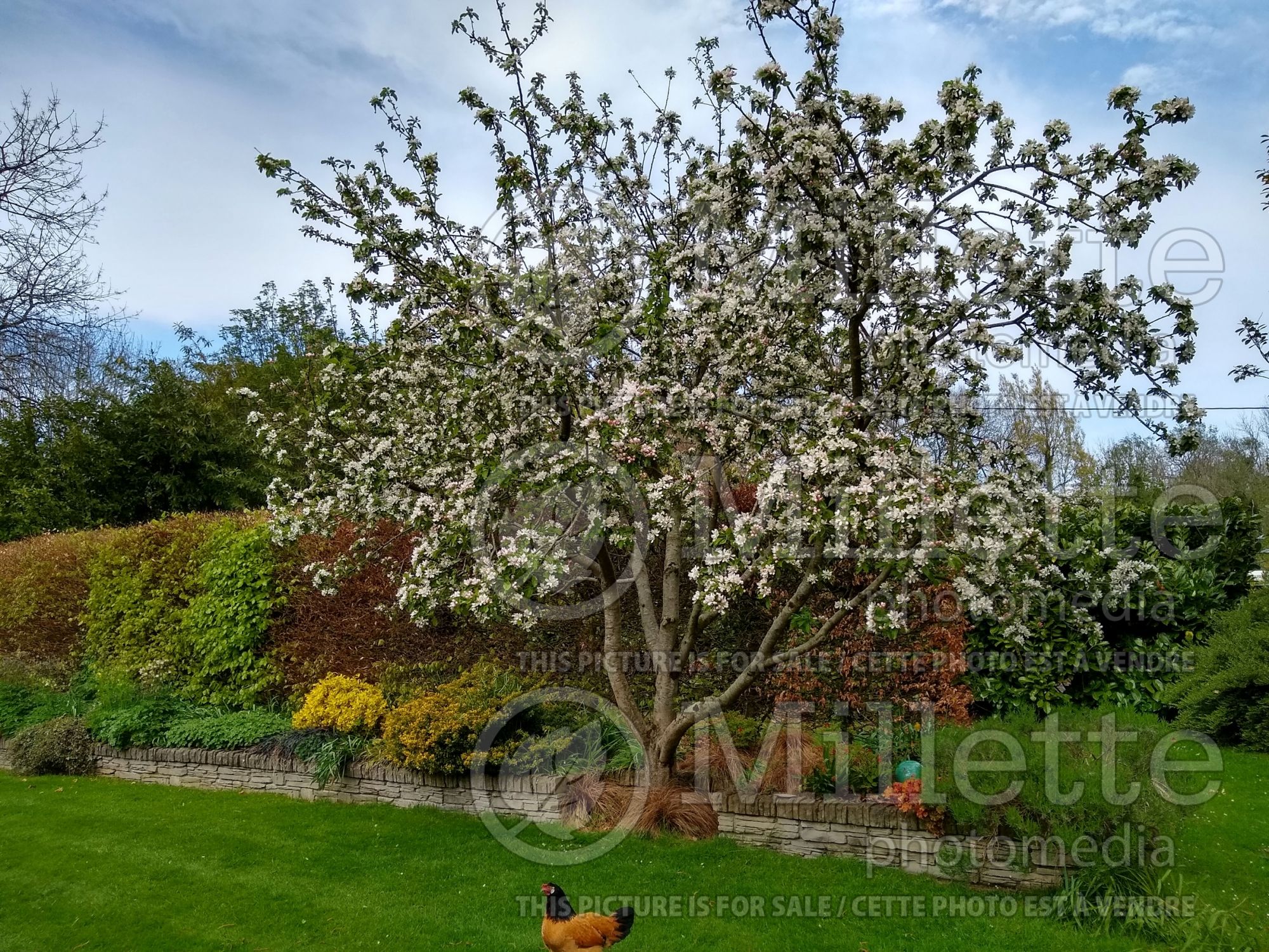 Malus Katy (Apple tree) 3
