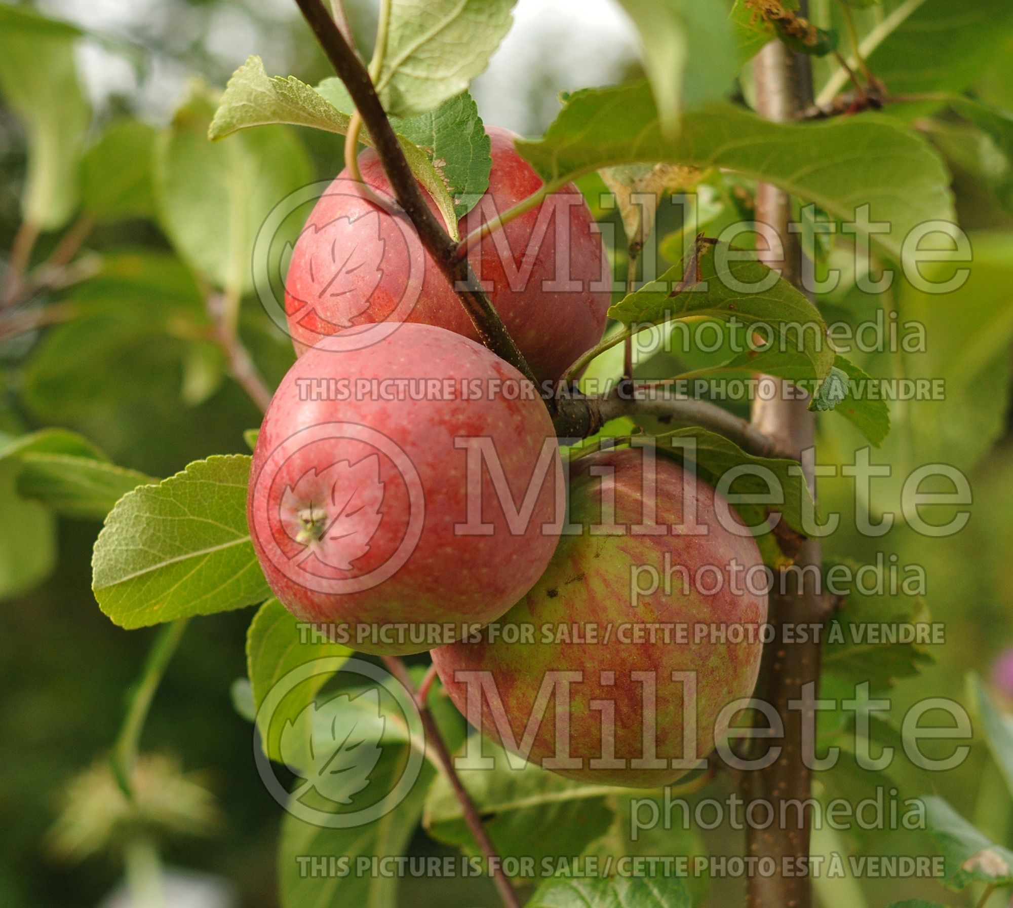 Malus Liberty (Apple tree) 6